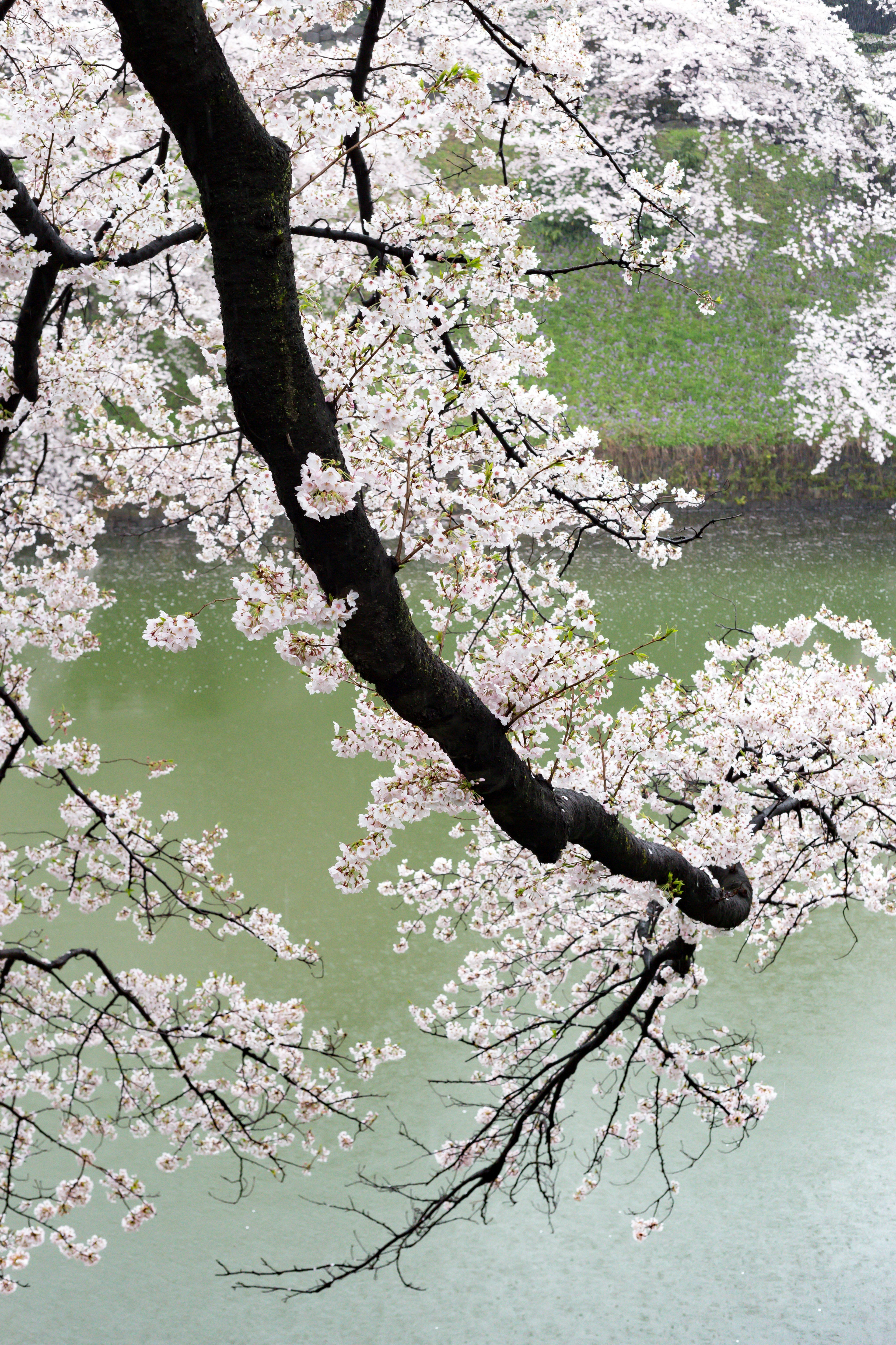 Ramo di ciliegio con fiori rosa sopra l'acqua verde