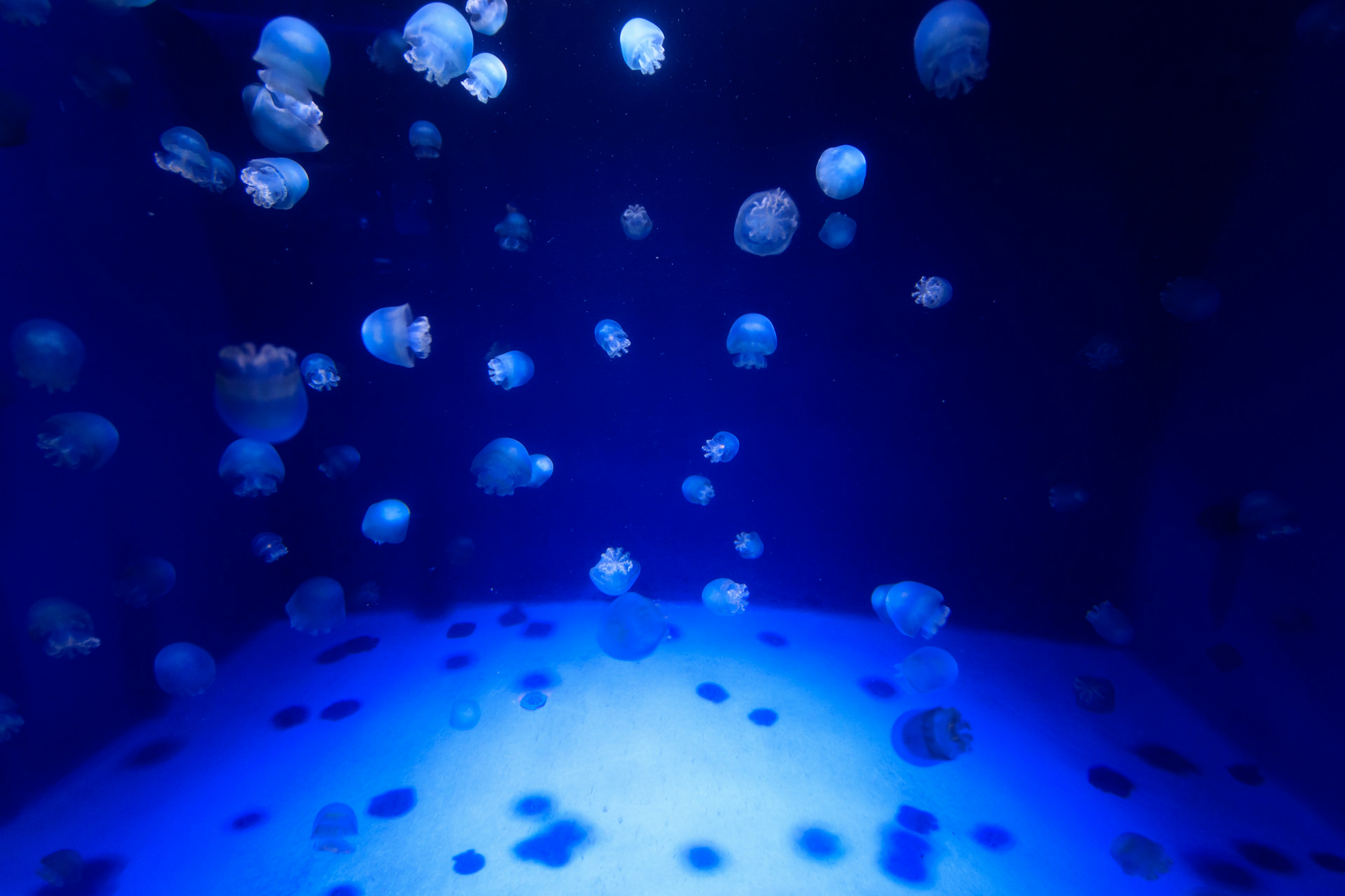 A cluster of jellyfish floating in blue water