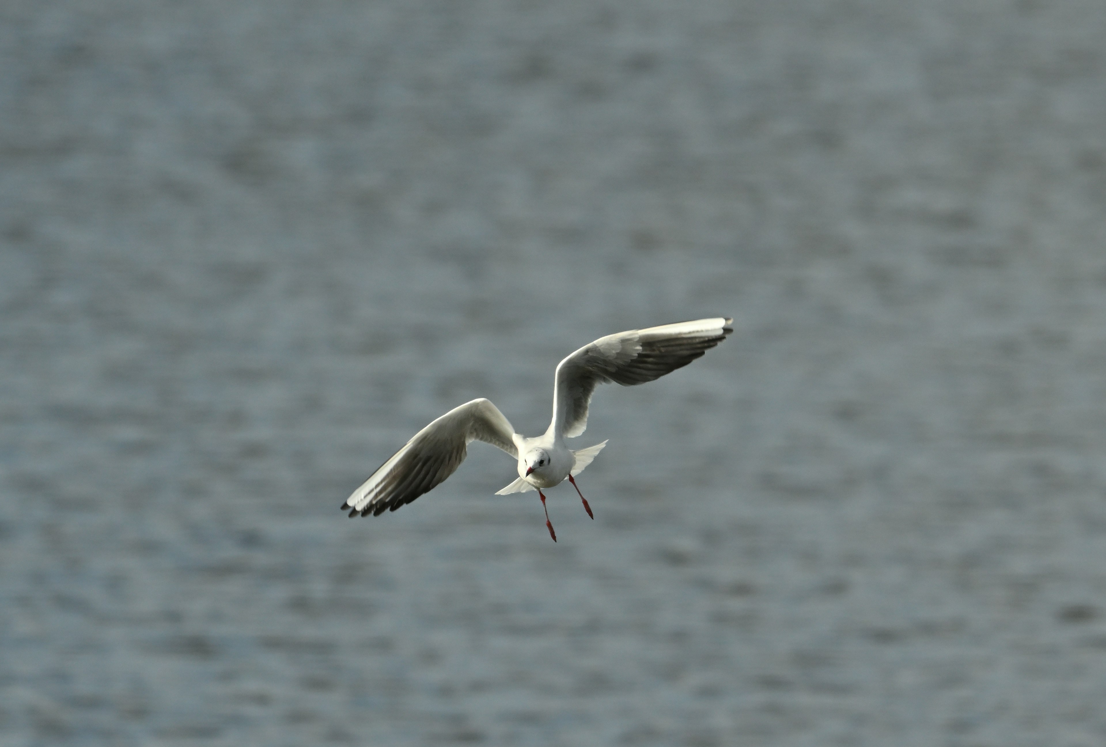 Eine weiße Möwe, die über die Wasseroberfläche fliegt