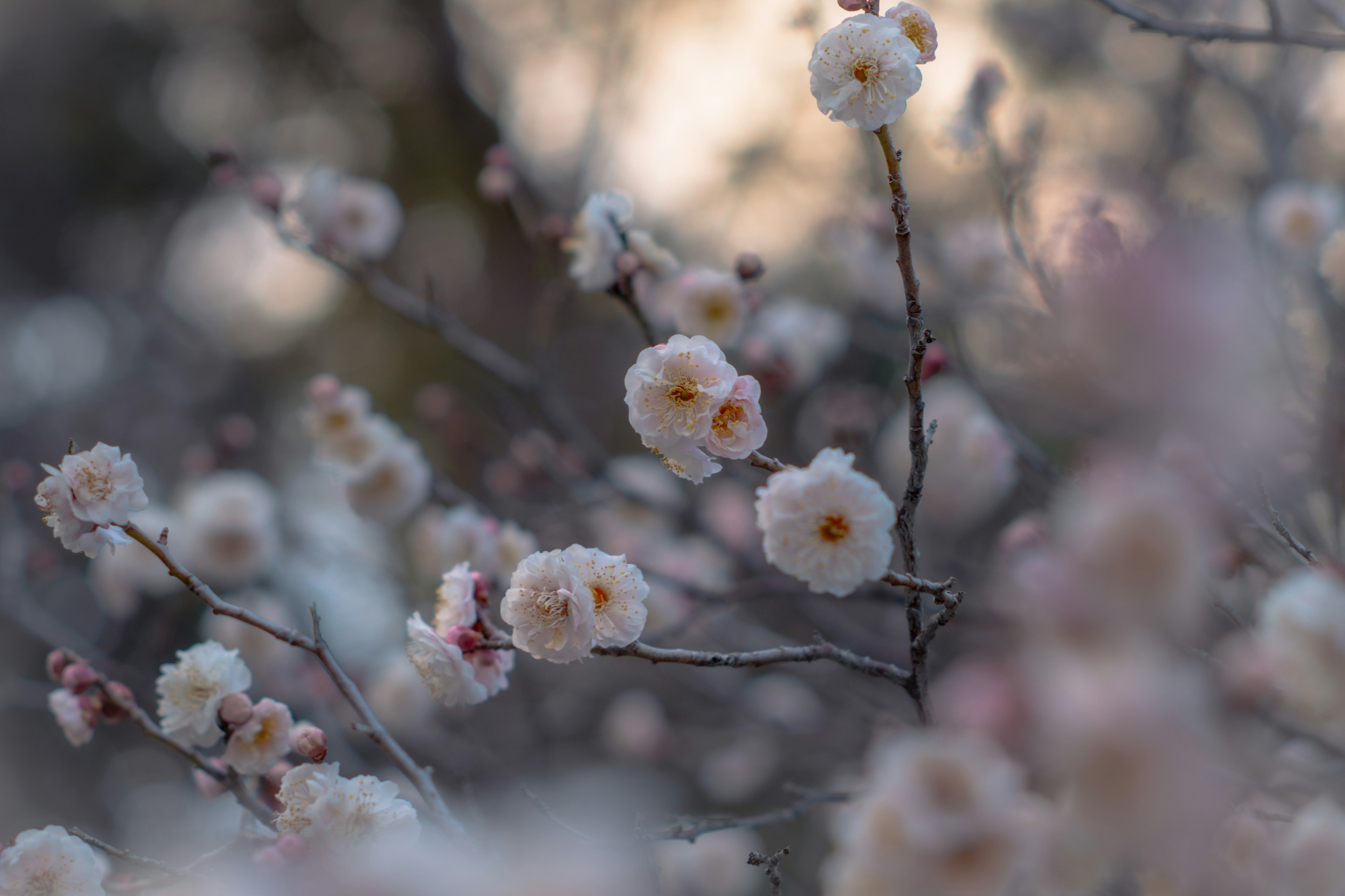 Close-up of branches with light pink blossoms