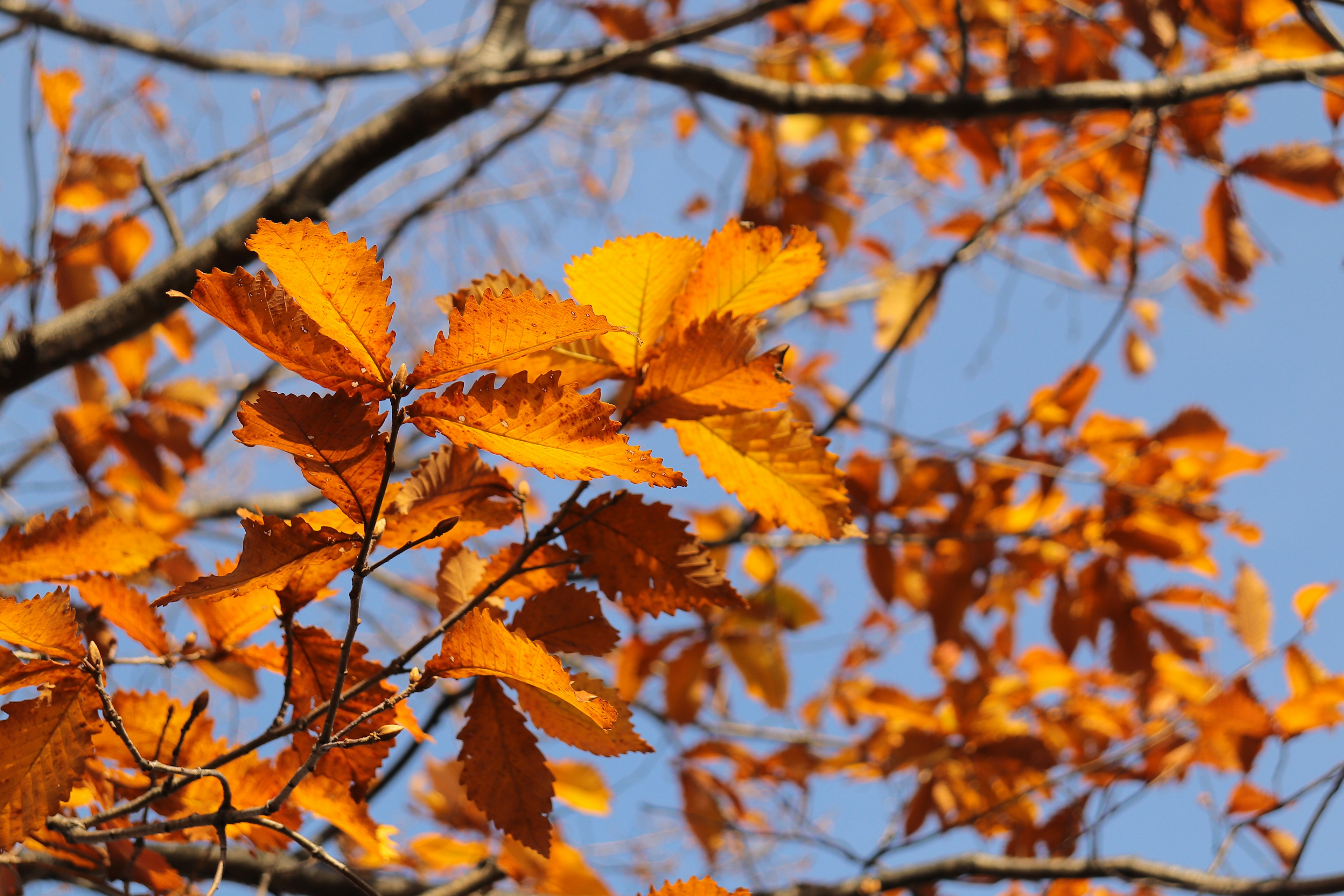 Feuilles orange vif brillantes sous le ciel bleu sur une branche d'arbre d'automne