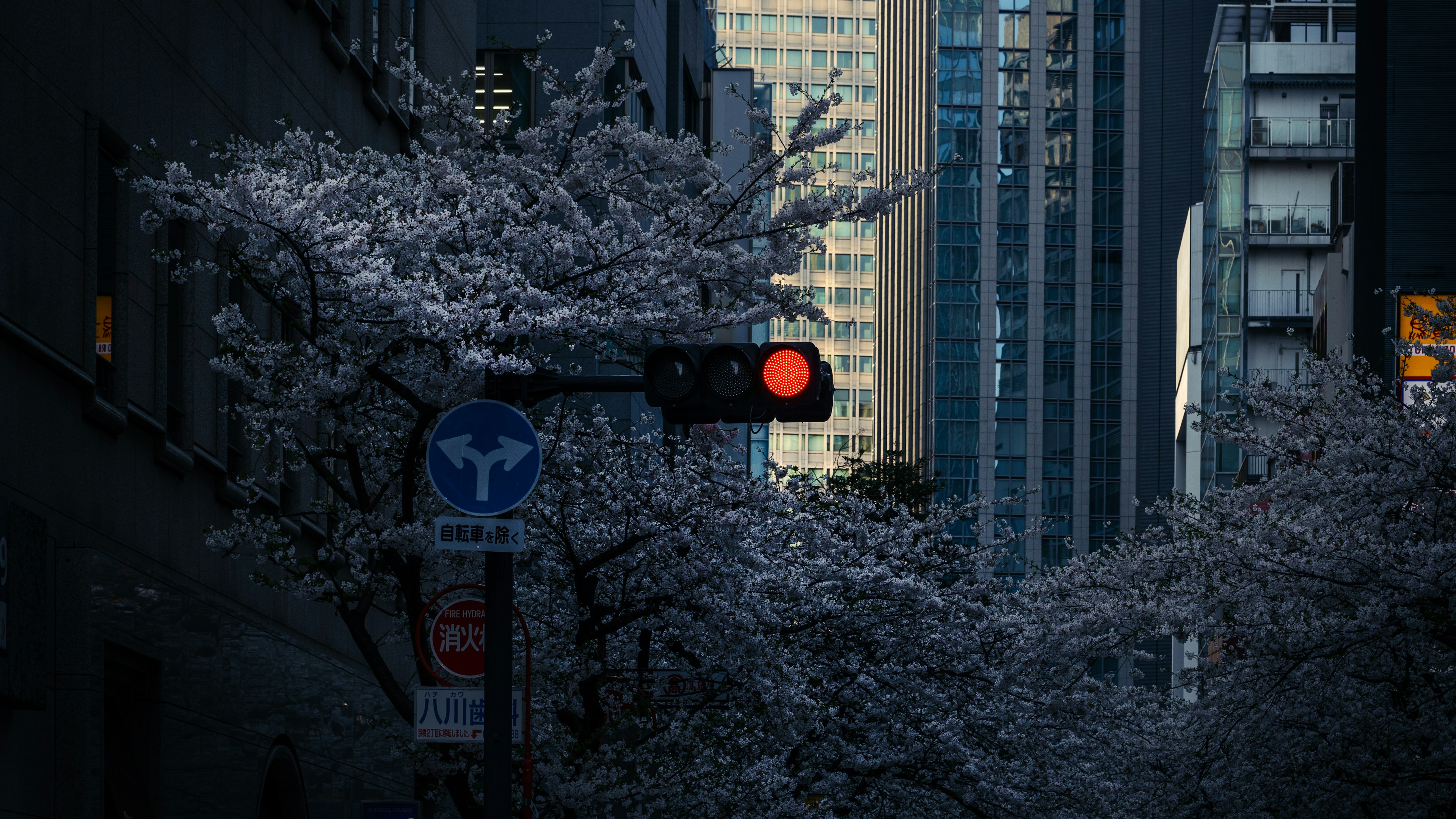 桜の花が咲く都市の風景に赤信号が映える