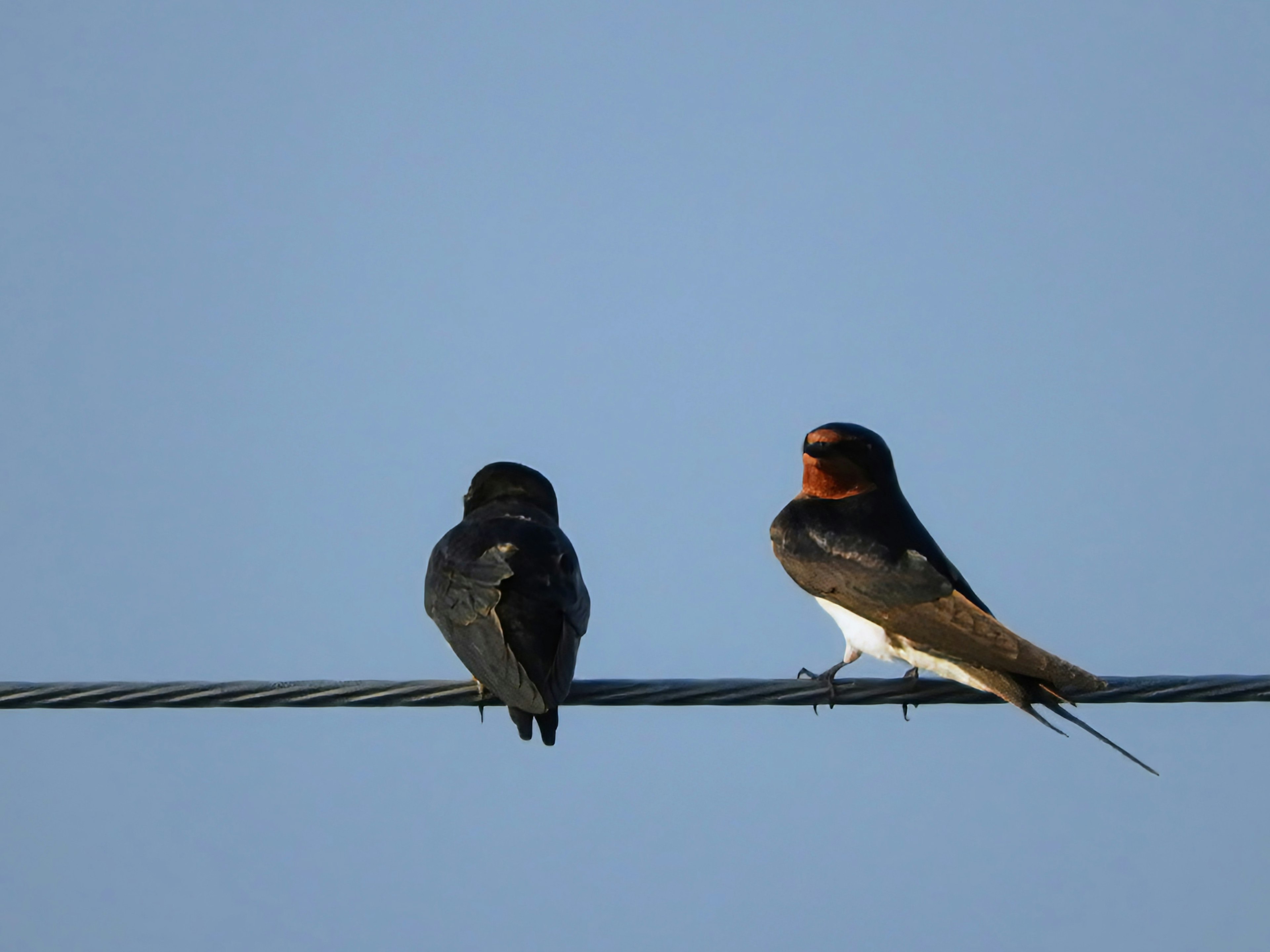 Deux hirondelles perchées sur un fil sous un ciel bleu