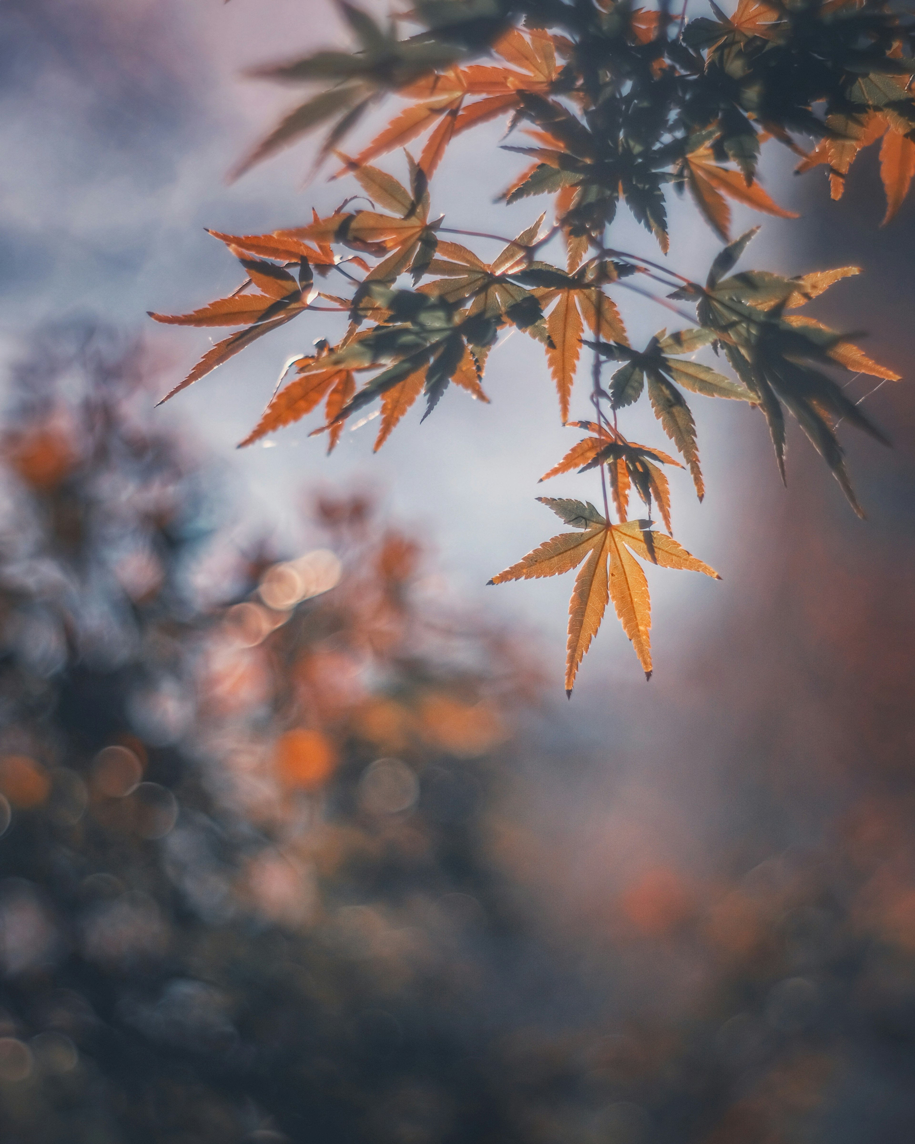 Gros plan sur des feuilles d'érable rouges vives sur un fond flou doux