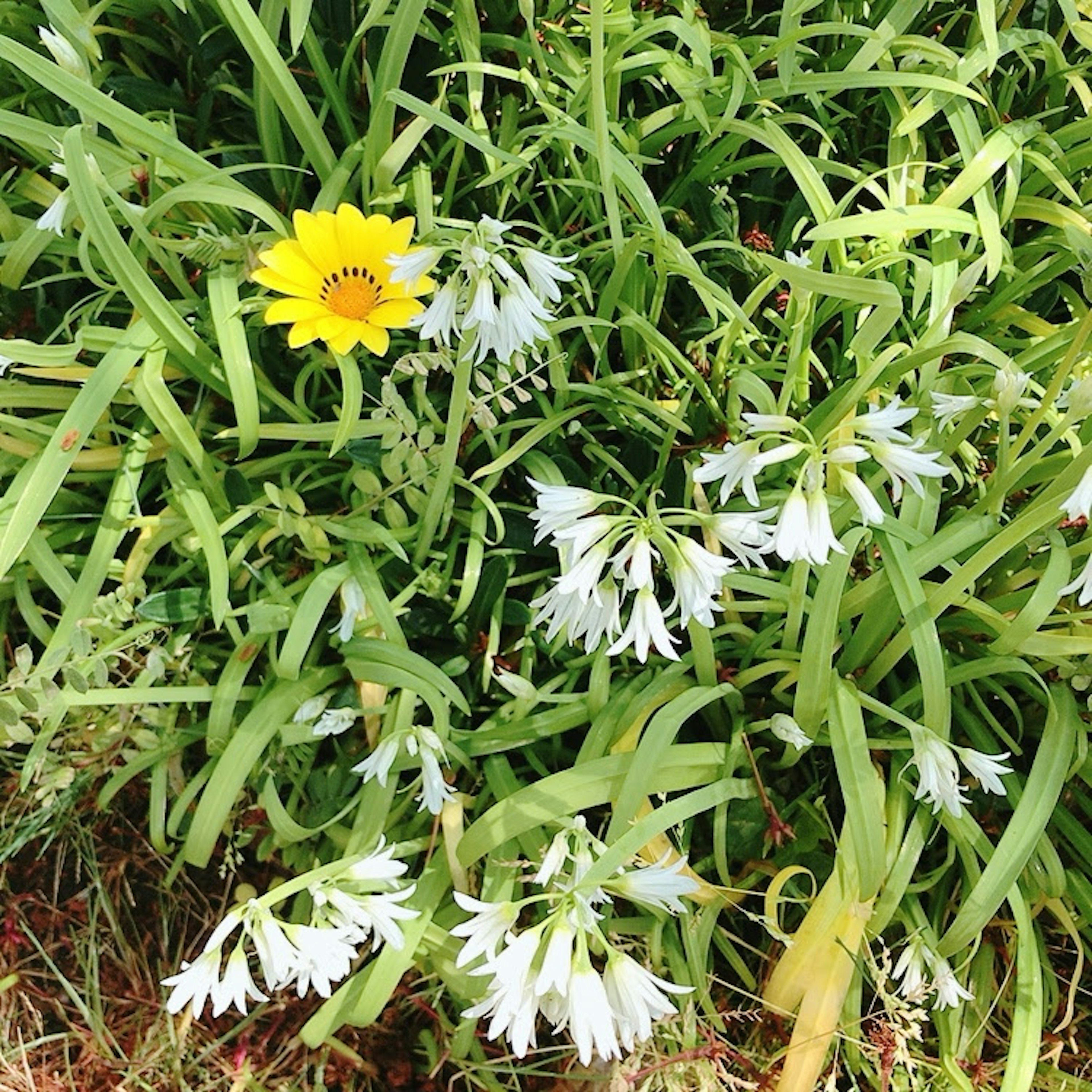 A vibrant scene featuring a yellow flower and clusters of white flowers among green grass