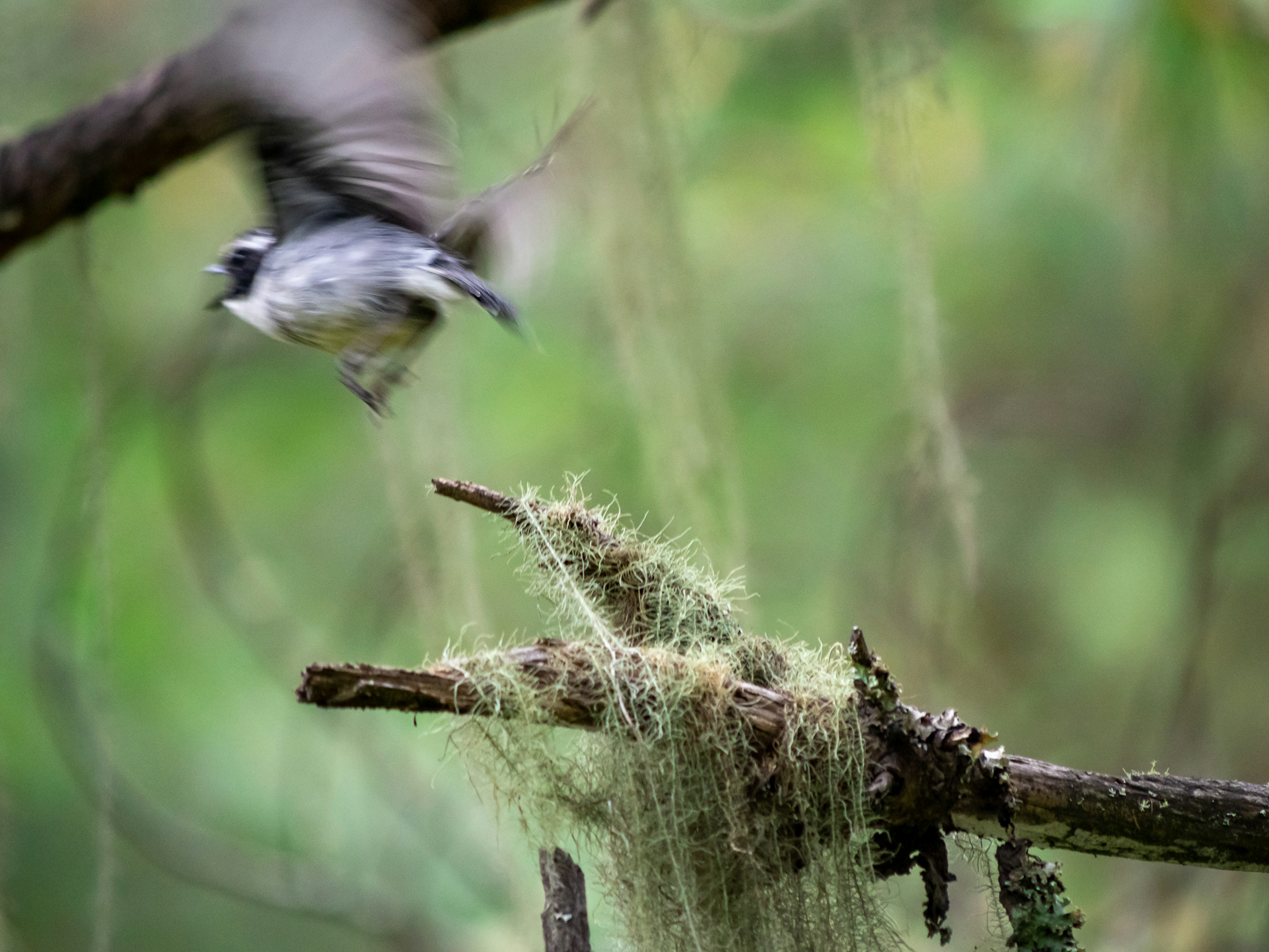 Ein Vogel in Bewegung in der Nähe eines moosbedeckten Astes mit einem üppigen grünen Hintergrund