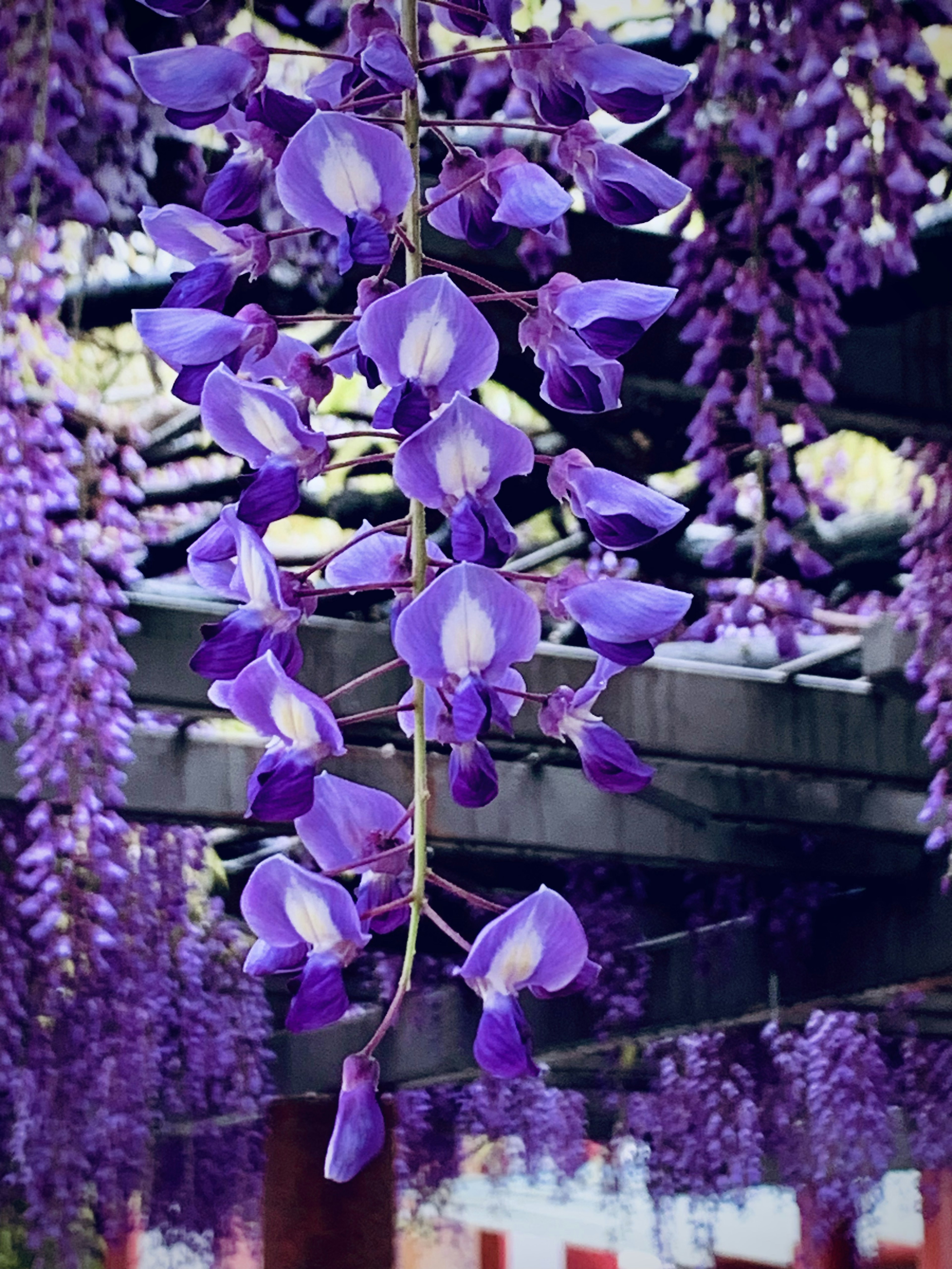 紫色の藤の花が垂れ下がる景観