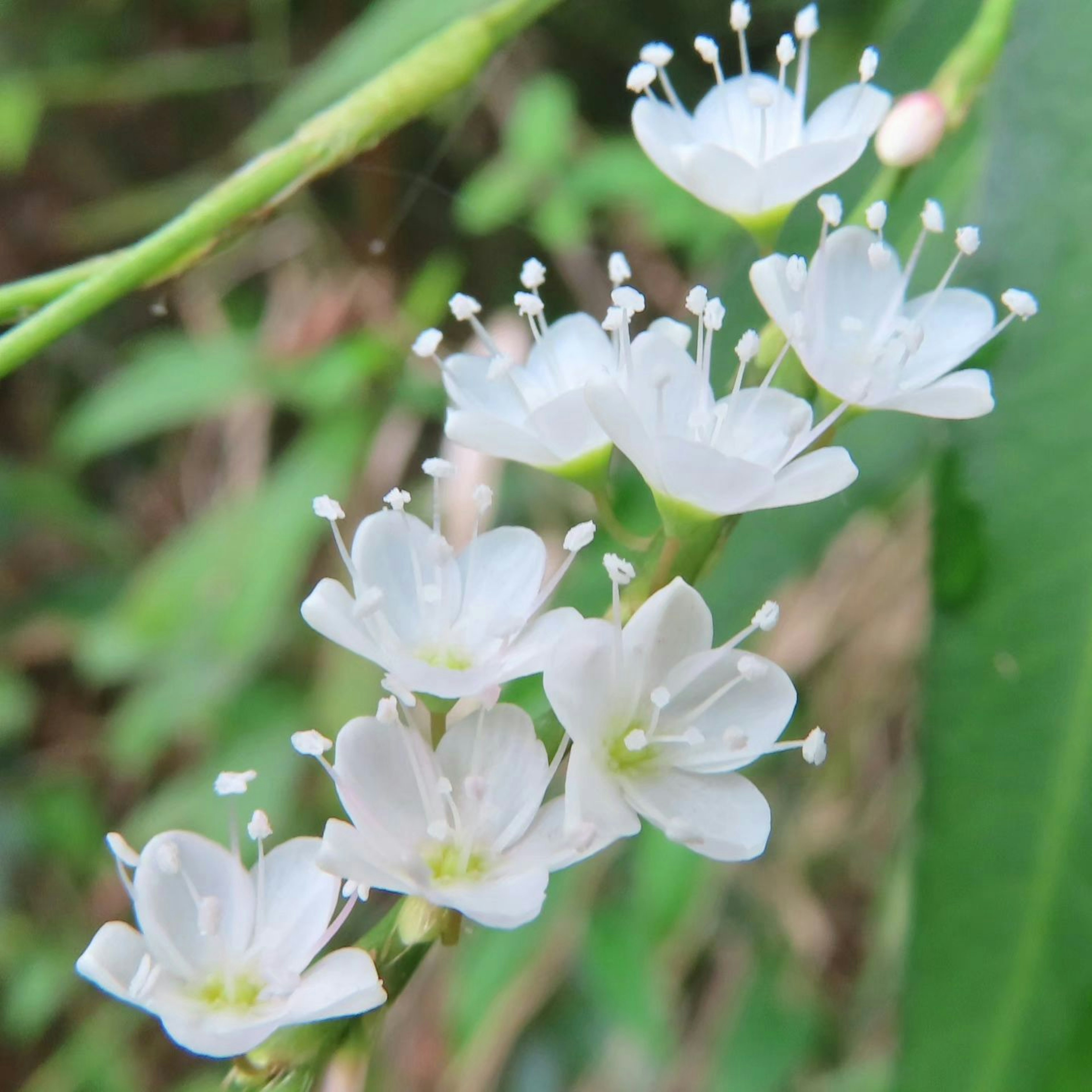 A cluster of small white flowers with green foliage in the background