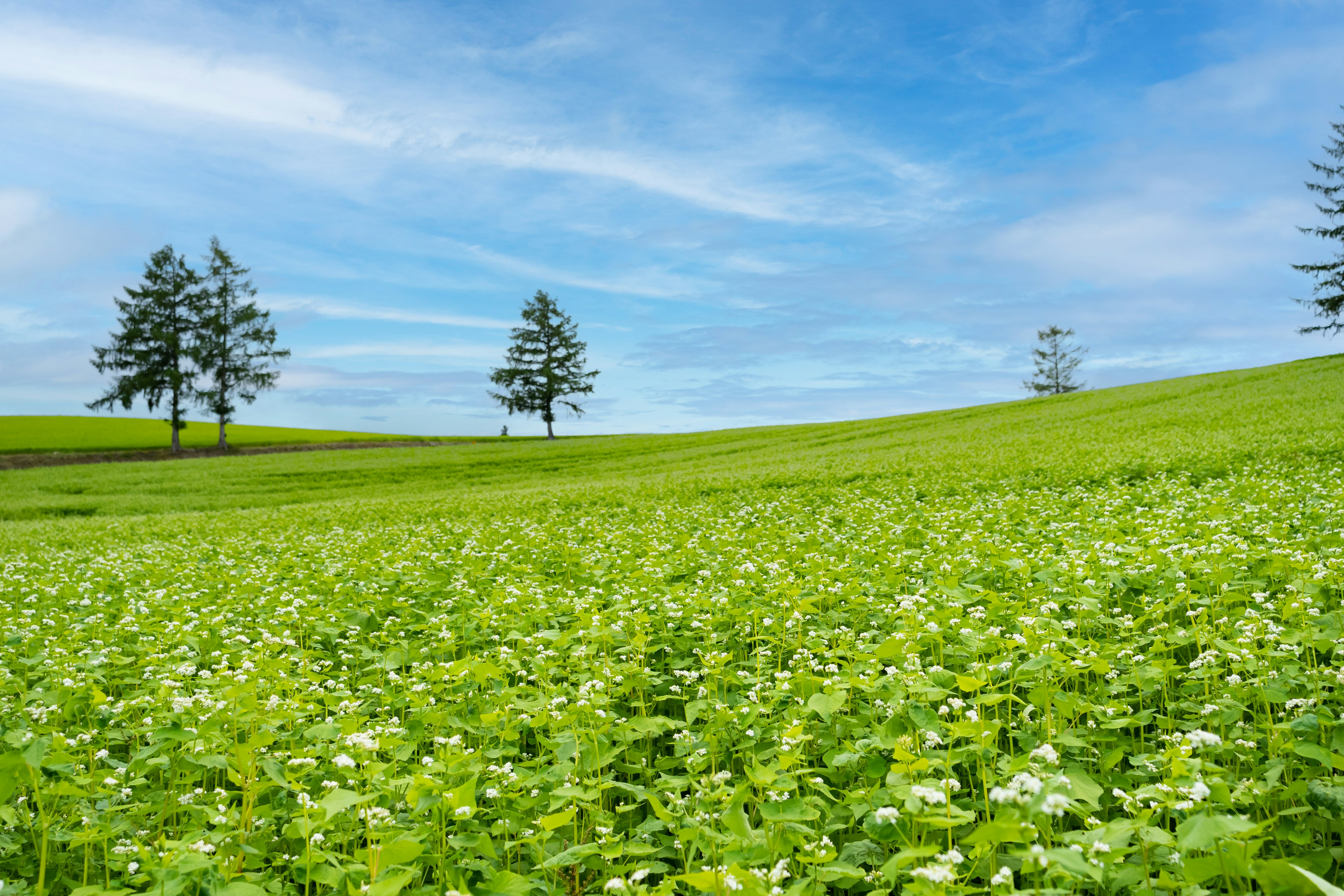 Champ vert large avec des fleurs blanches sous un ciel bleu et des arbres