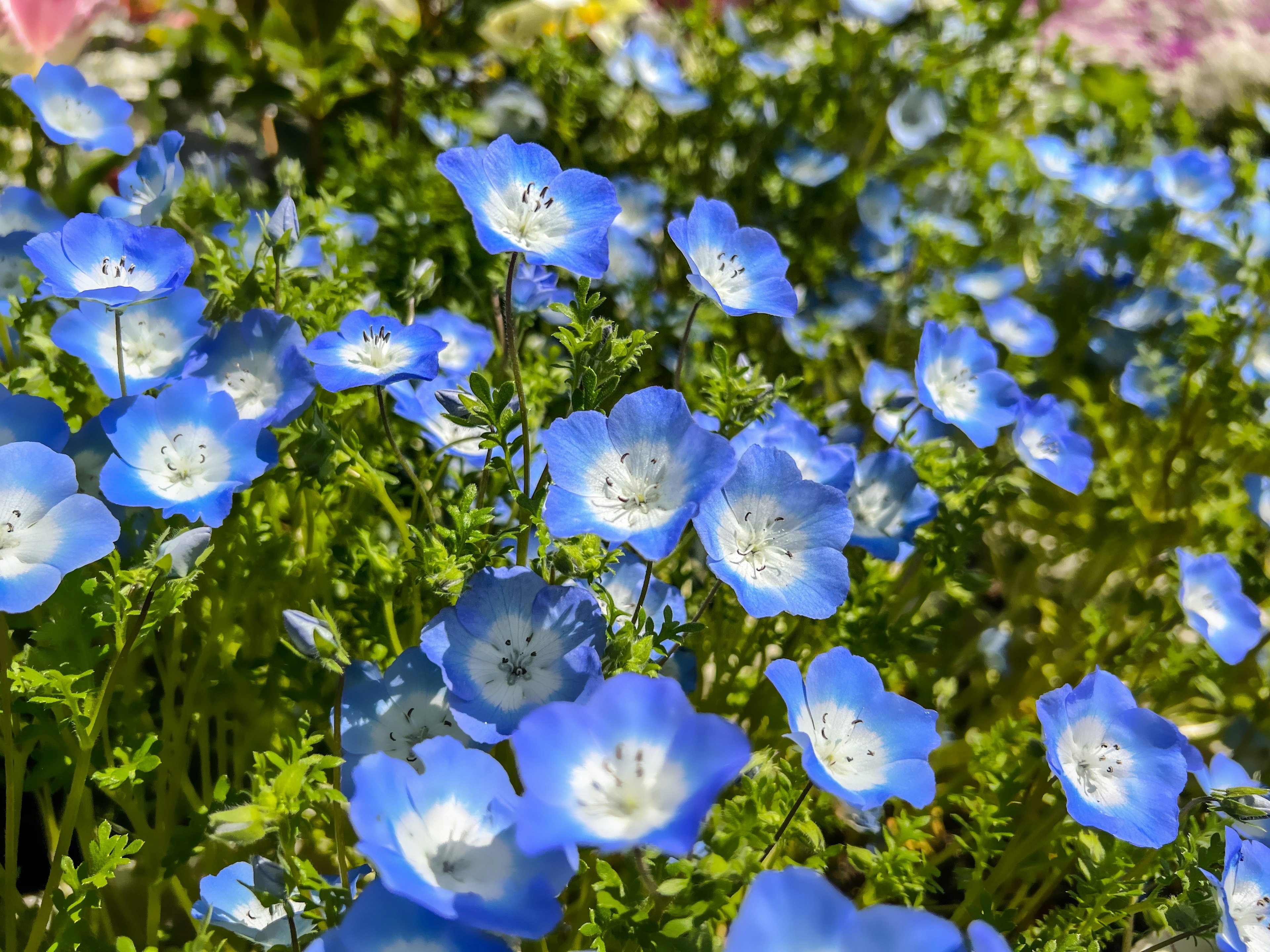 Field of blue flowers blooming vibrantly