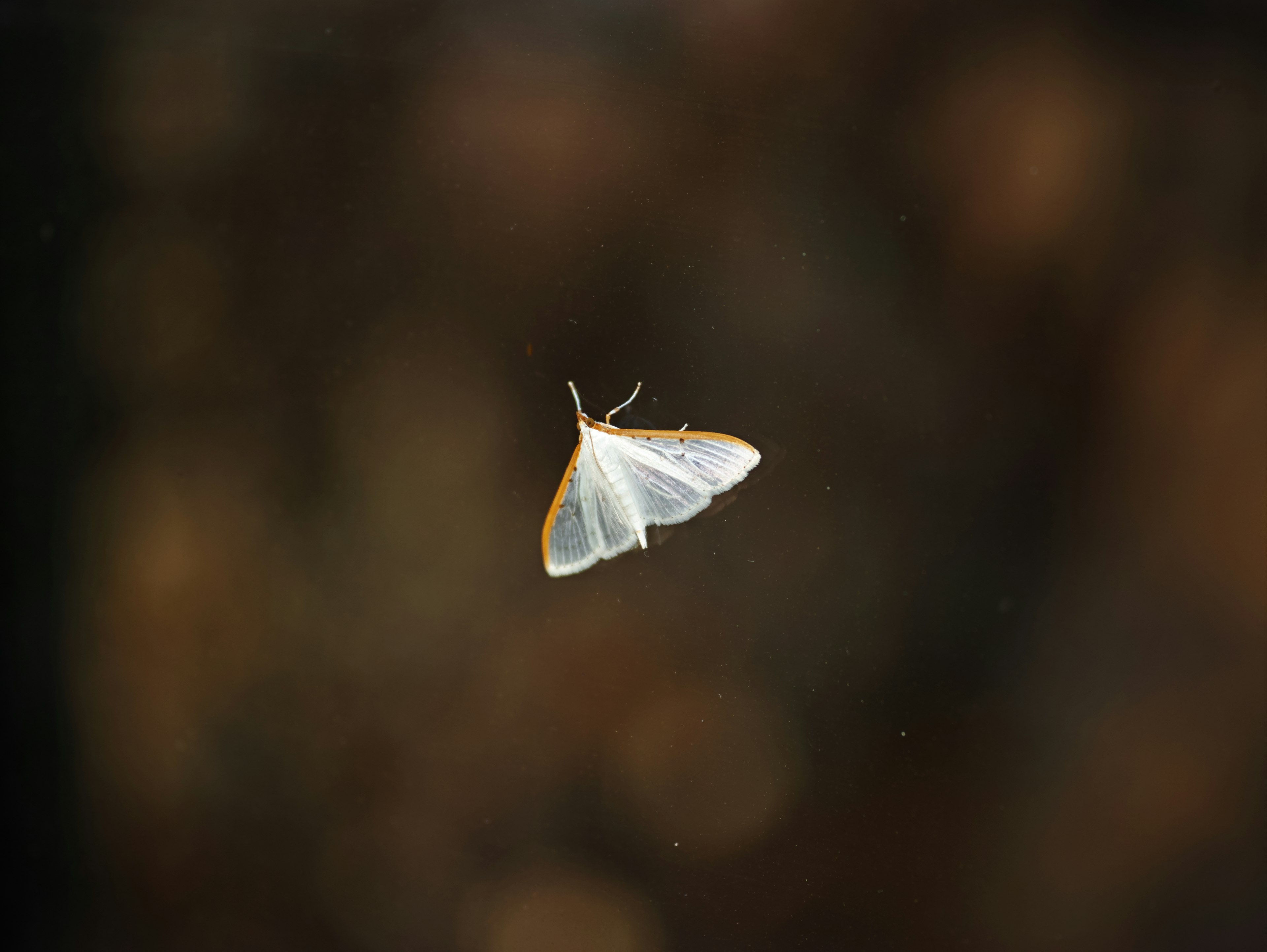 A white moth floating in a blurred background