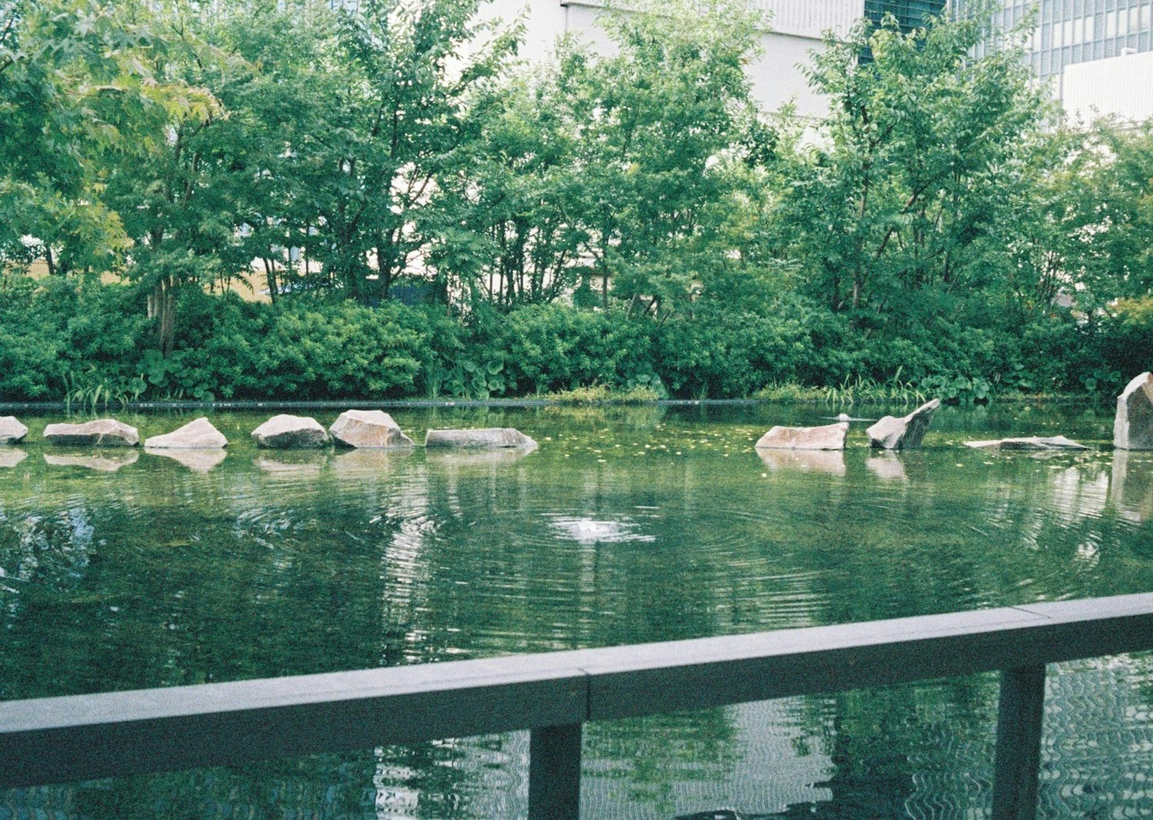 静かな池と周囲の緑豊かな木々の風景