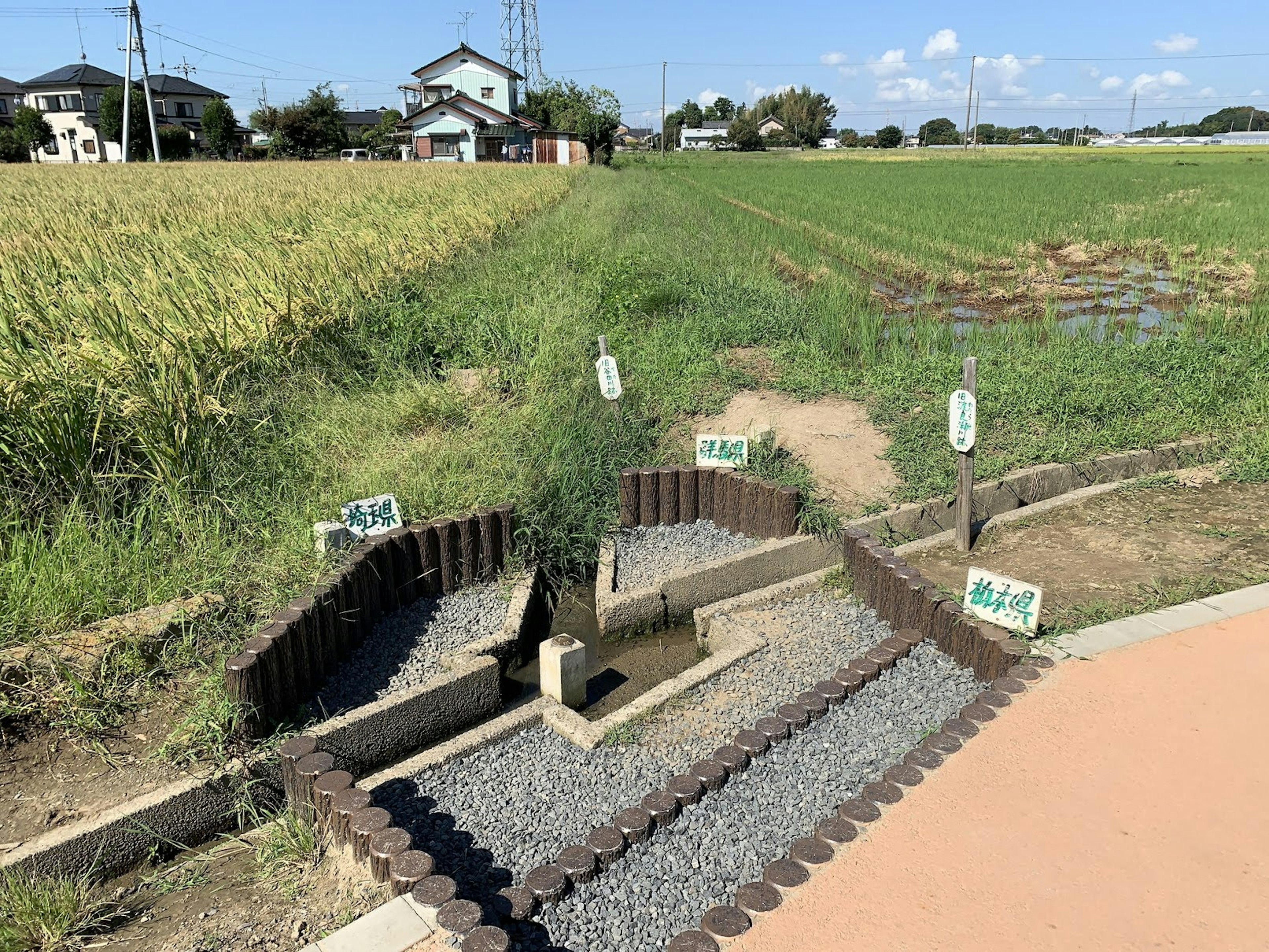 Un paysage de branches de cours d'eau près d'un champ de riz avec de l'herbe verte et un ciel bleu environnants