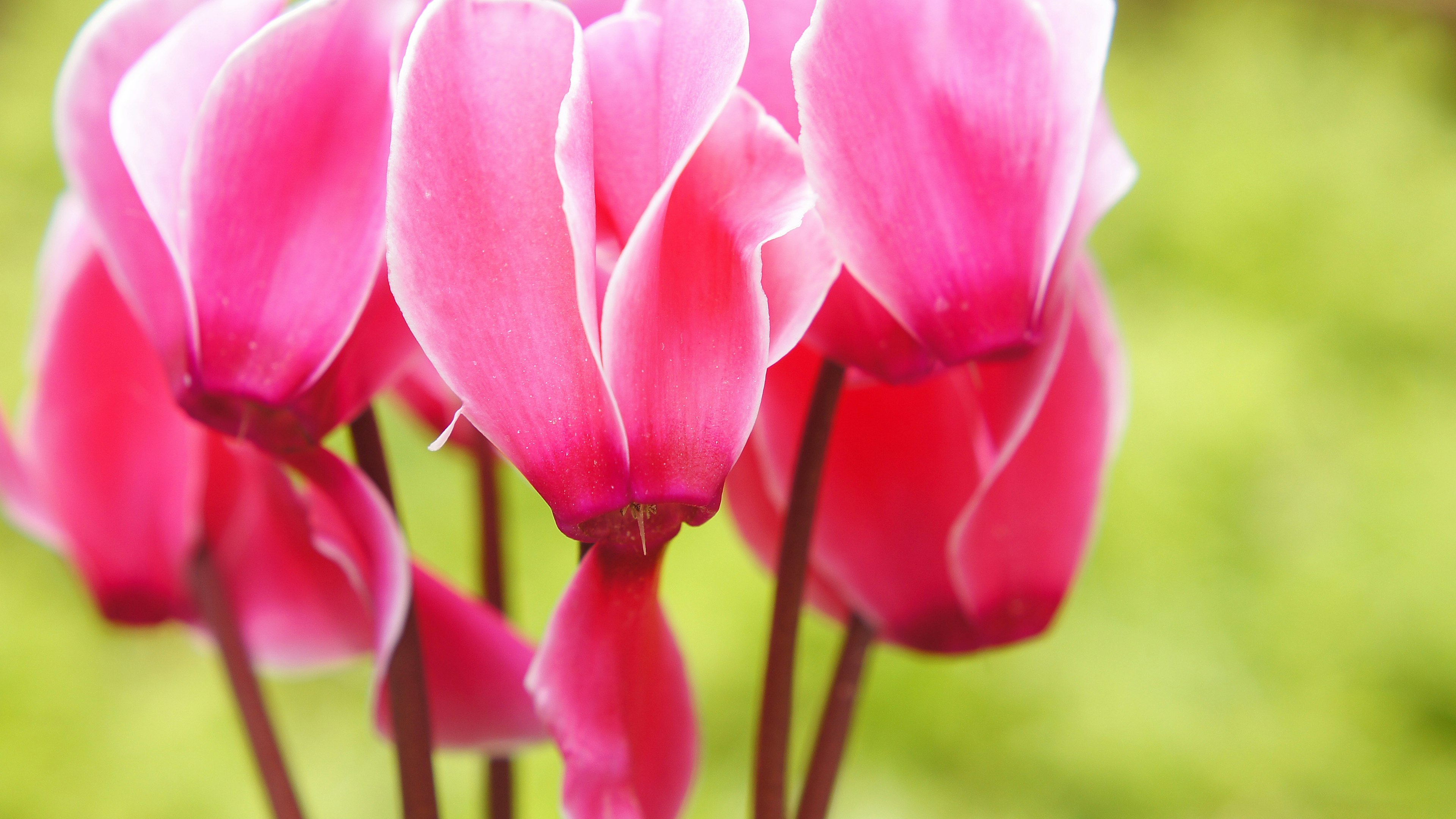 Những bông hoa cyclamen hồng rực rỡ tụ tập lại với nhau