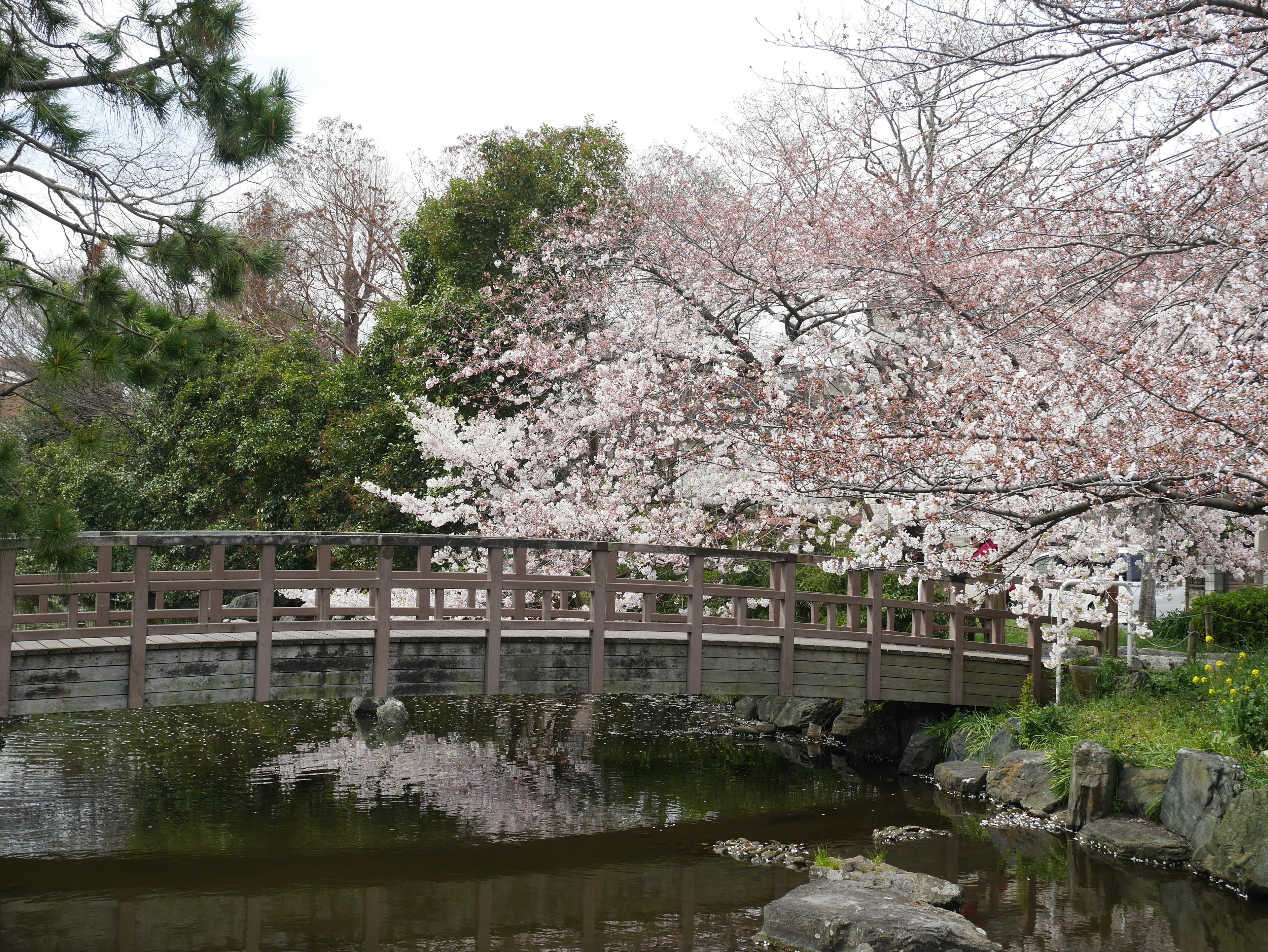 Pemandangan jembatan di atas kolam dikelilingi bunga sakura yang mekar