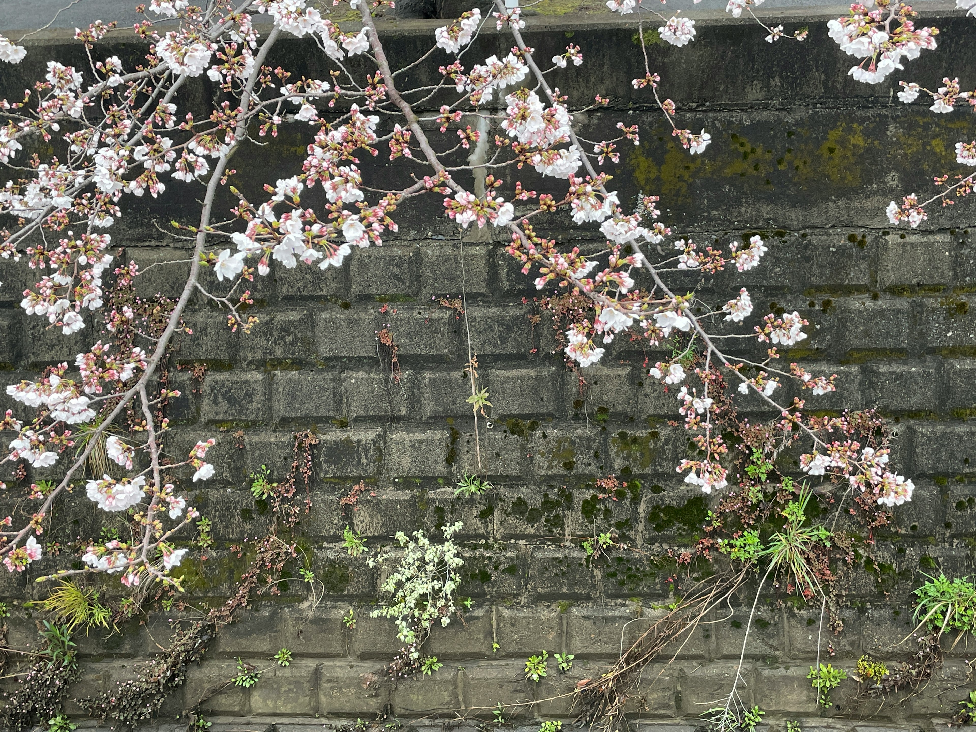 桜の花が咲く枝と古いレンガの壁のコントラスト