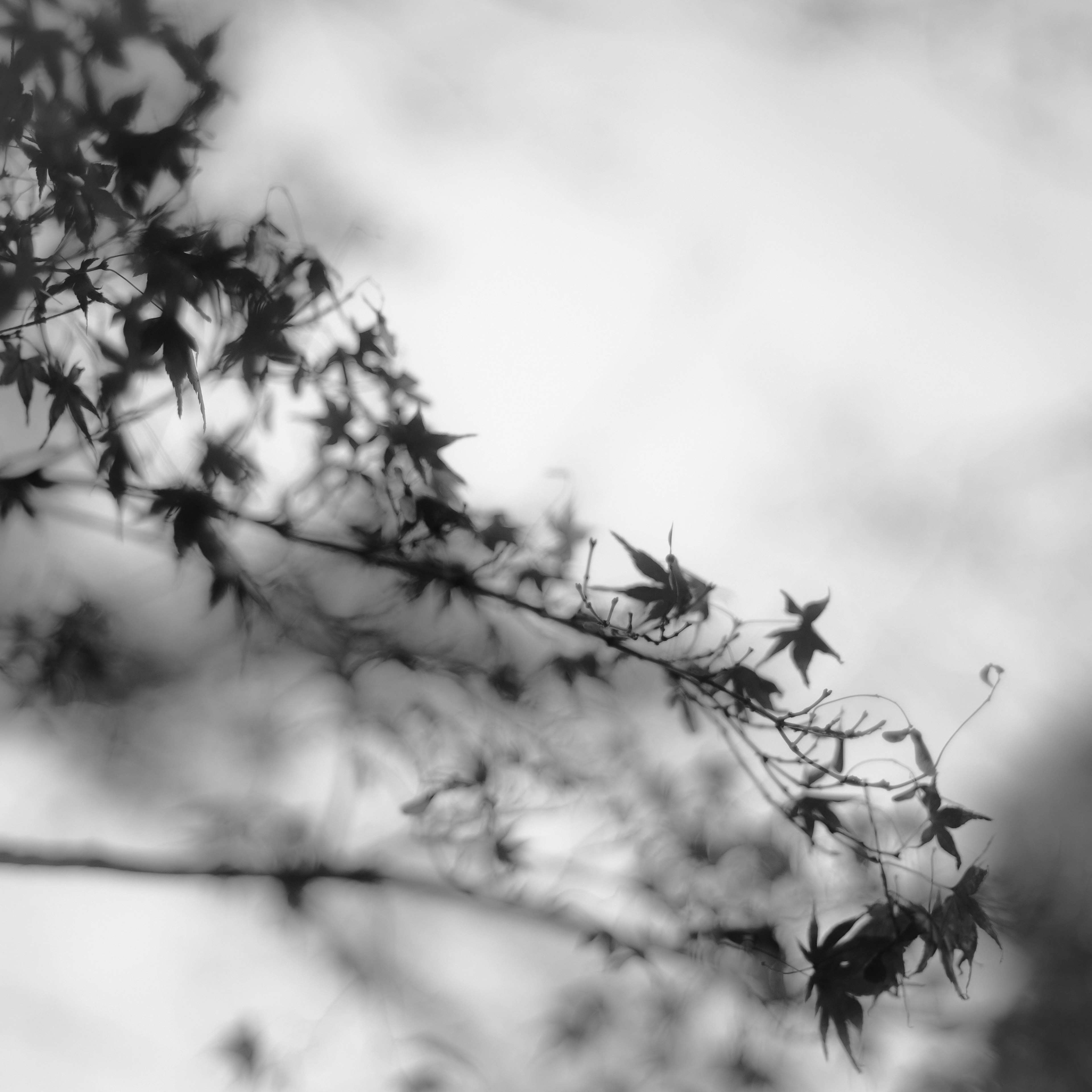 Delicate silhouette of maple leaves against a black and white background