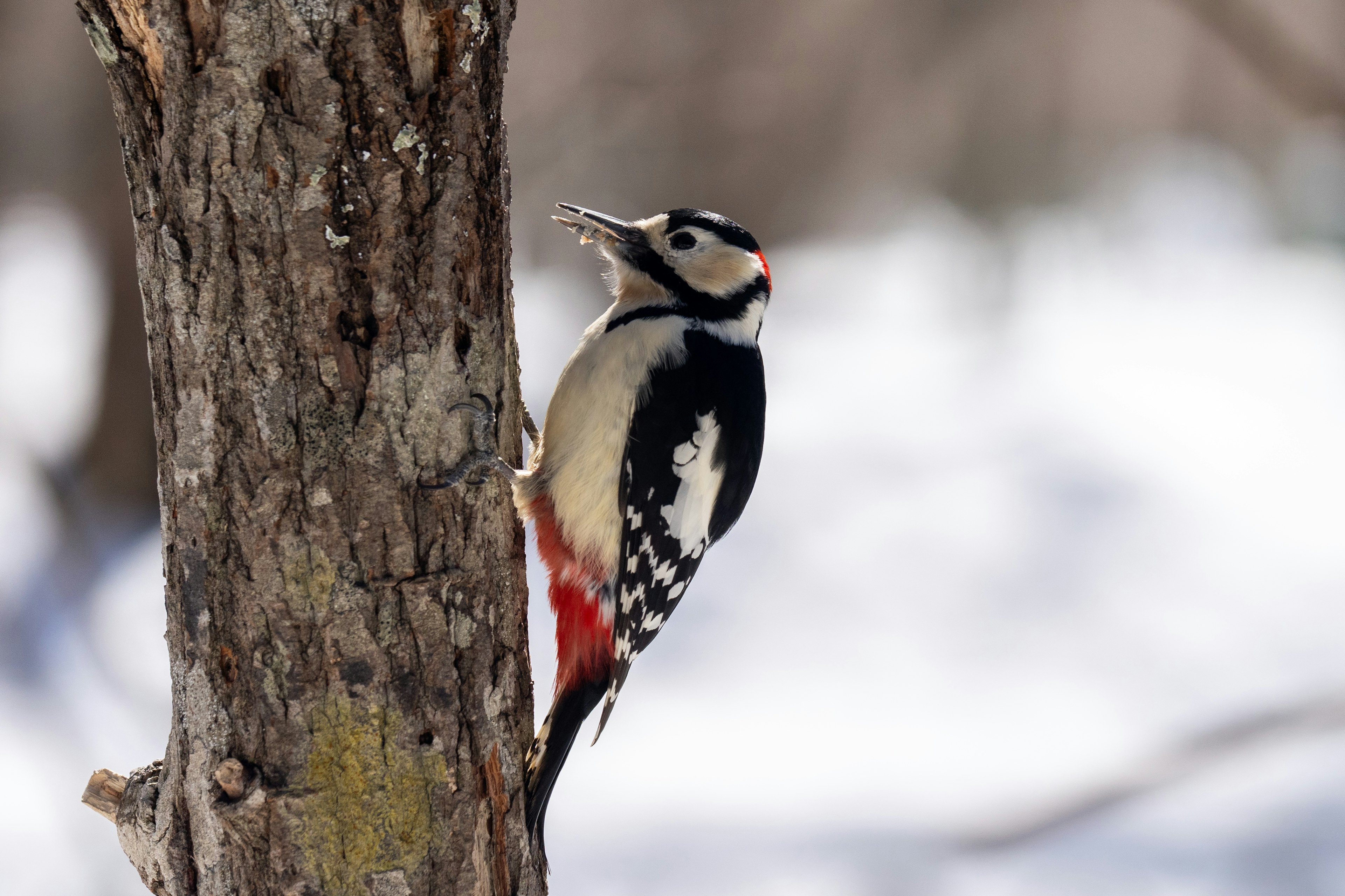 Woodpecker perched on a tree covered in snow