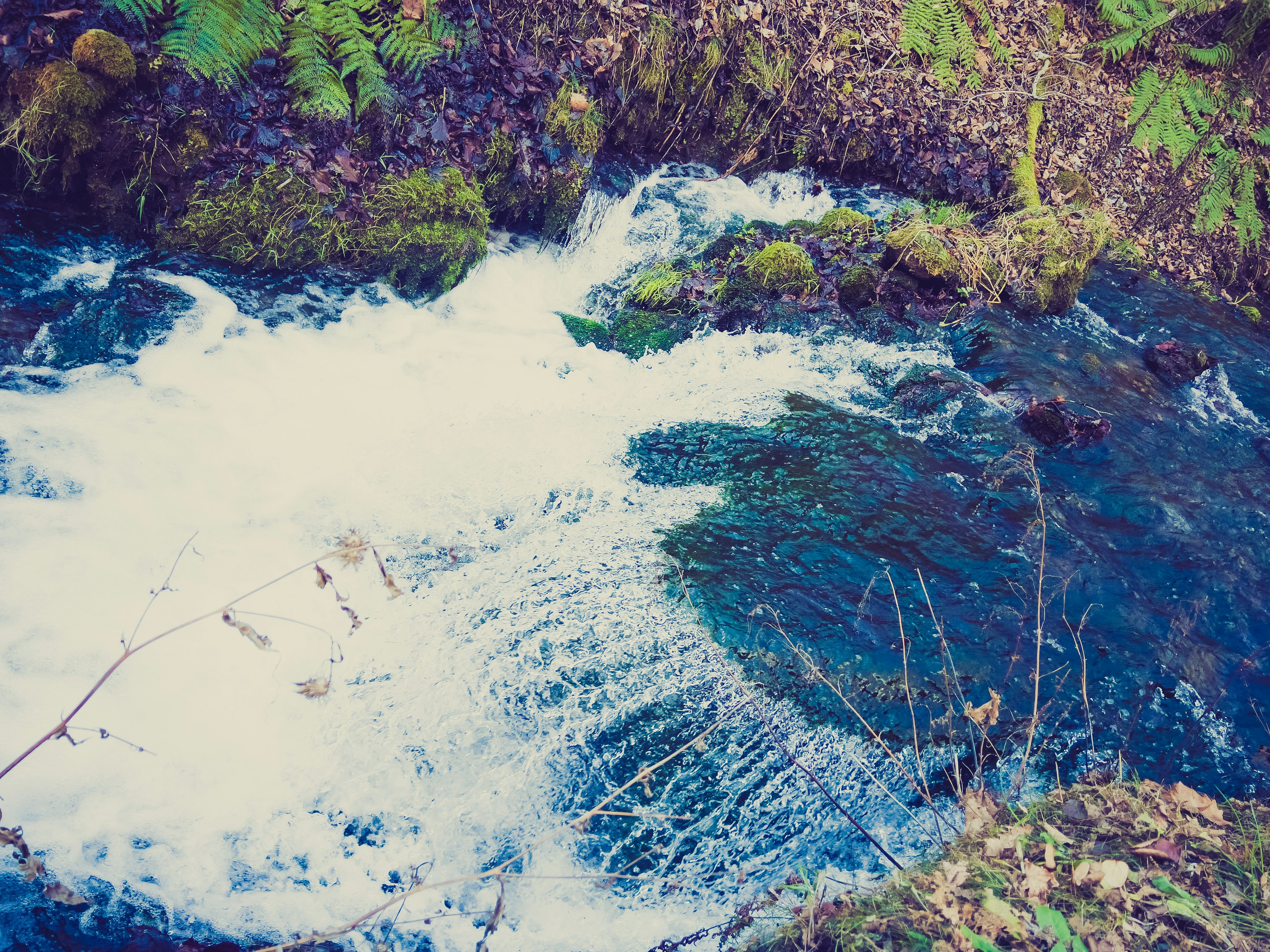 Arroyo claro fluyendo entre rocas cubiertas de musgo con espuma blanca