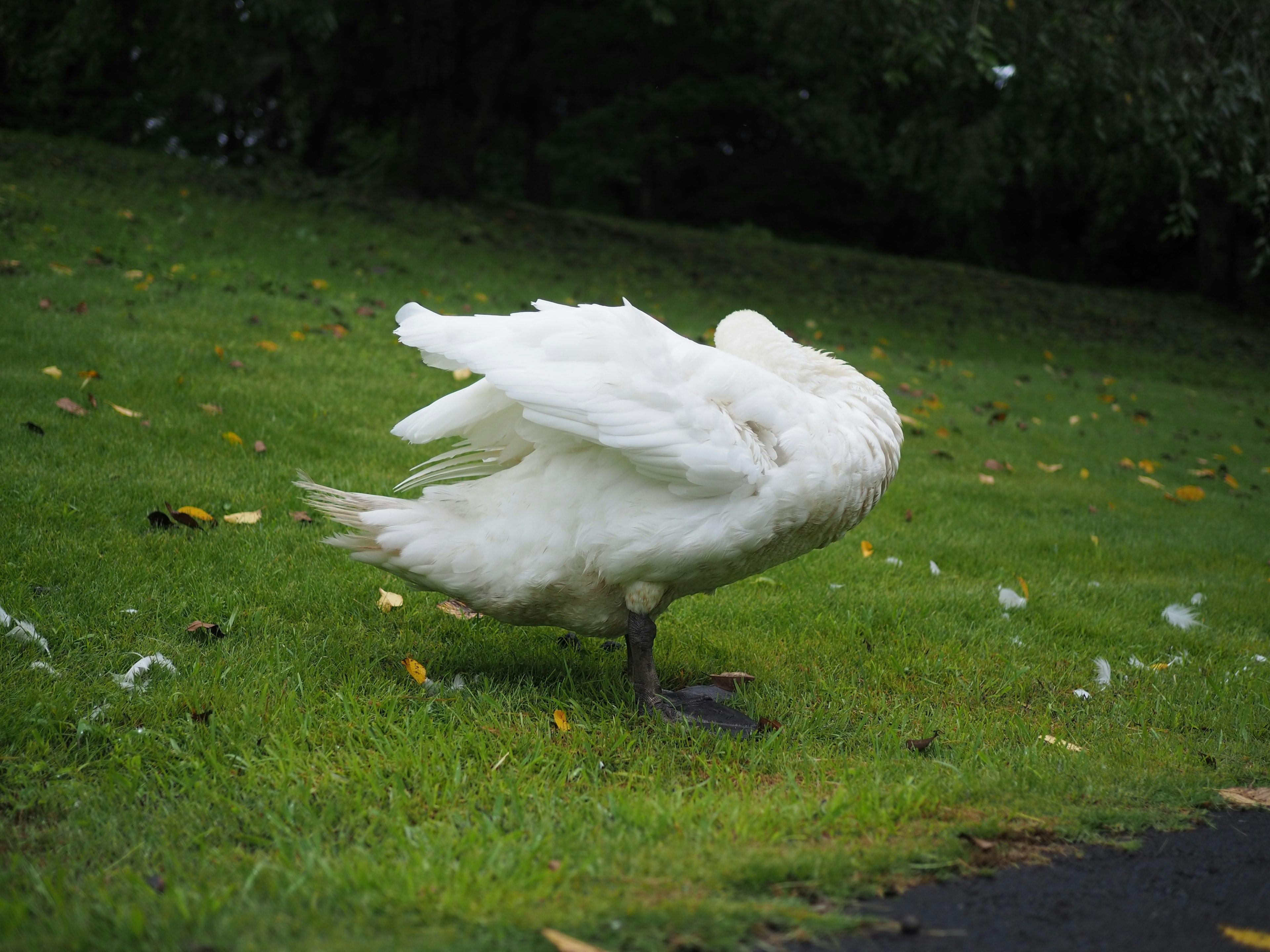 Un pájaro blanco de pie sobre la hierba