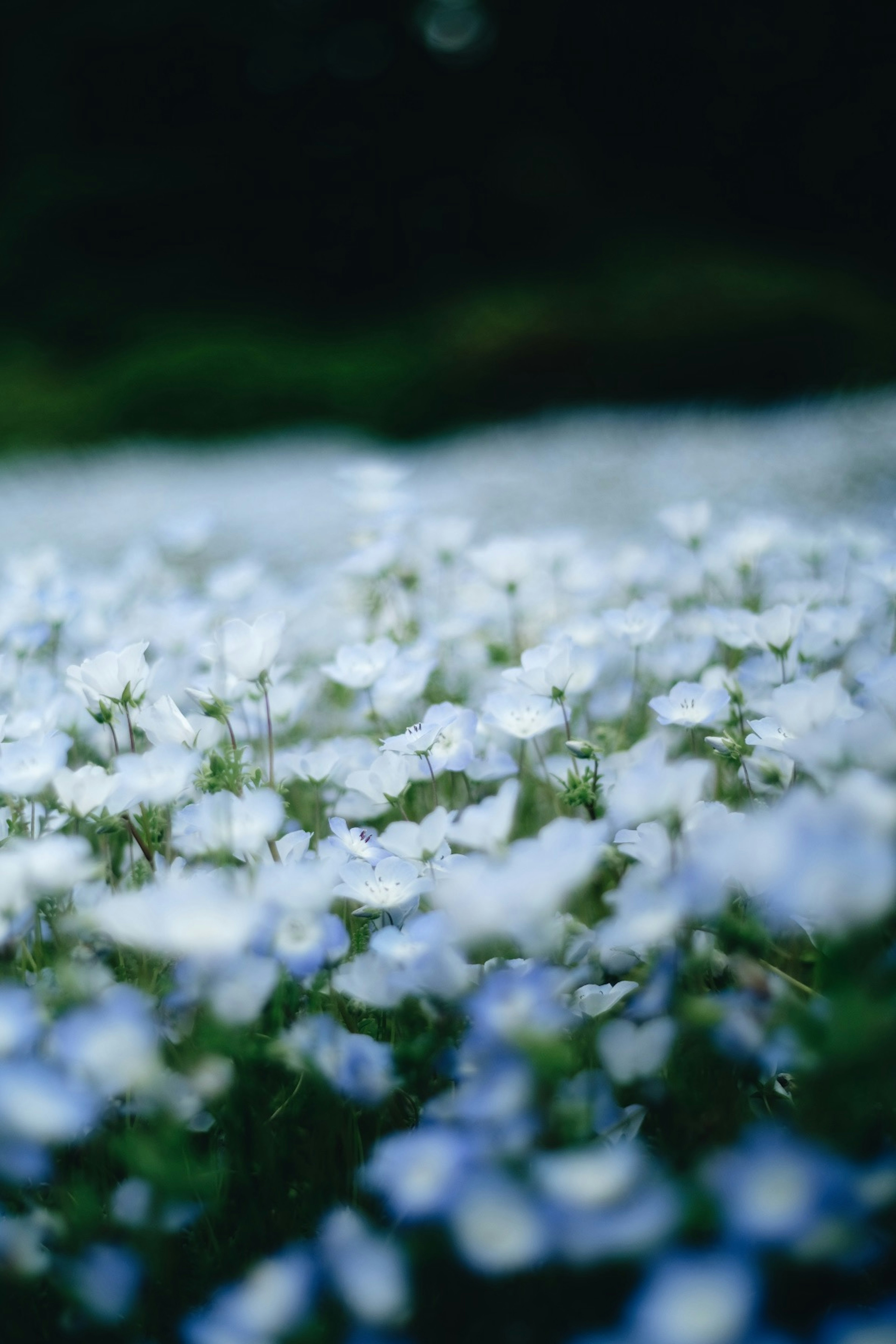 Nahaufnahme eines Feldes mit blauen und weißen Blumen