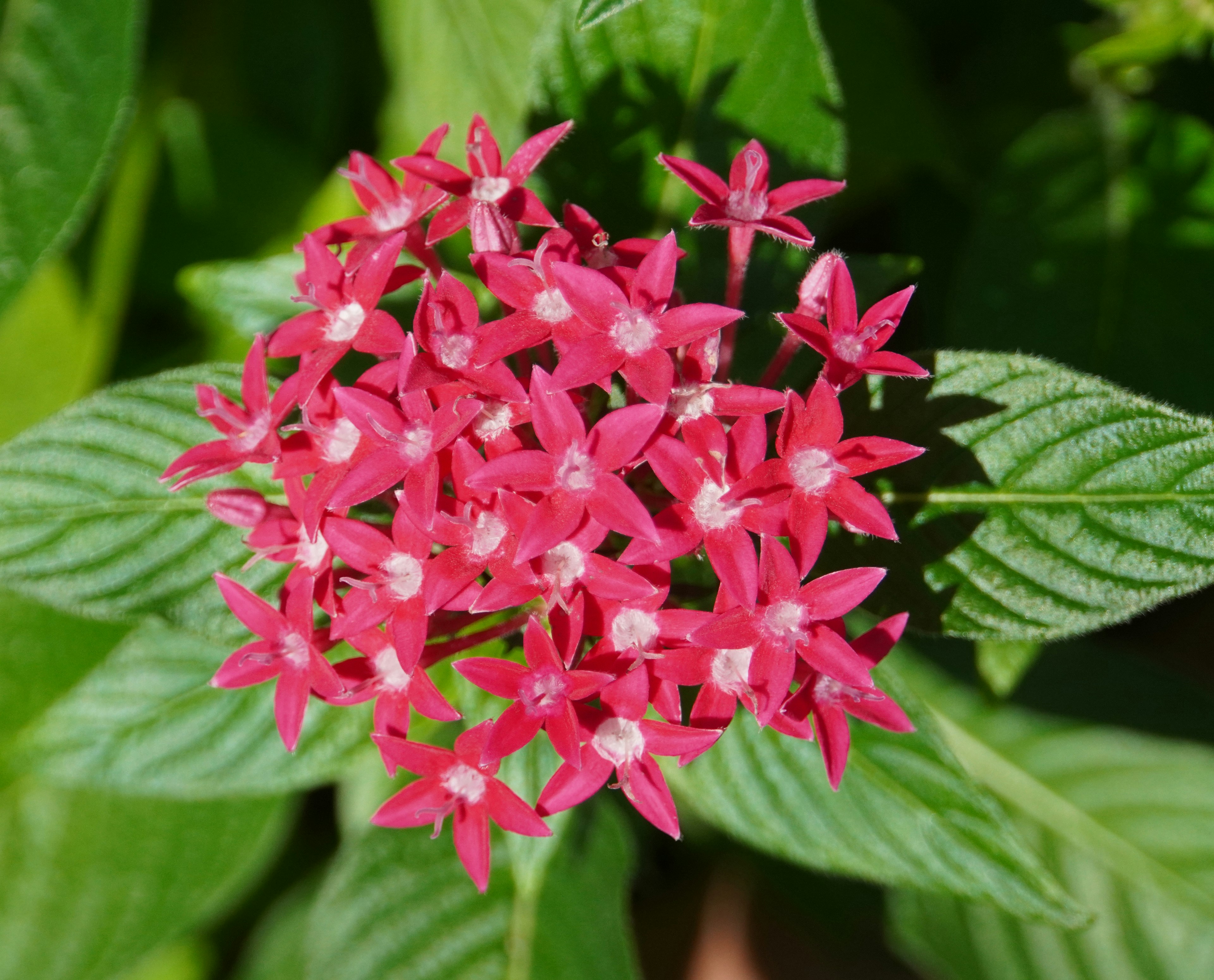 Racimo de flores rosas en forma de estrella con hojas verdes