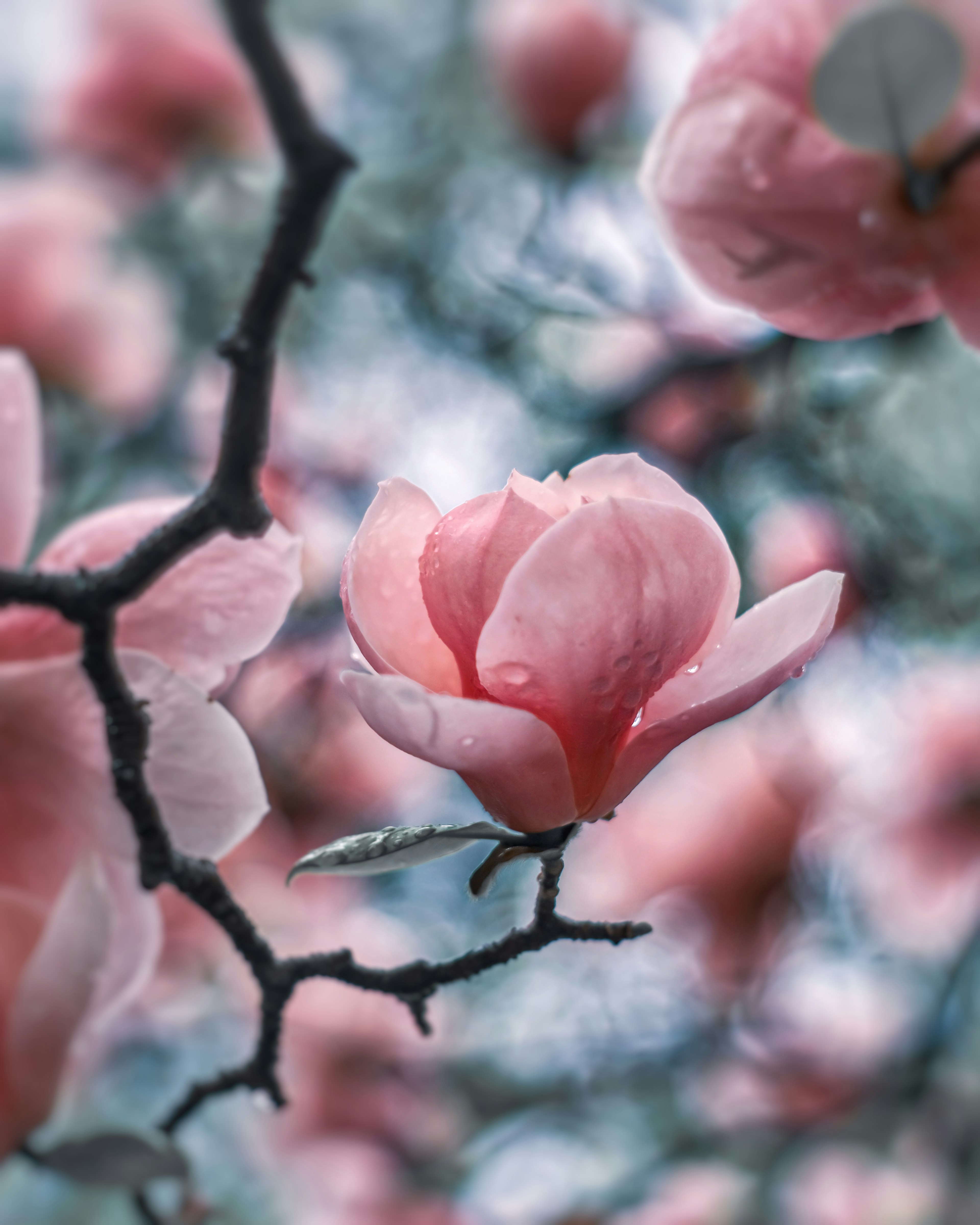 Delicate pink magnolia flower blooming on a branch