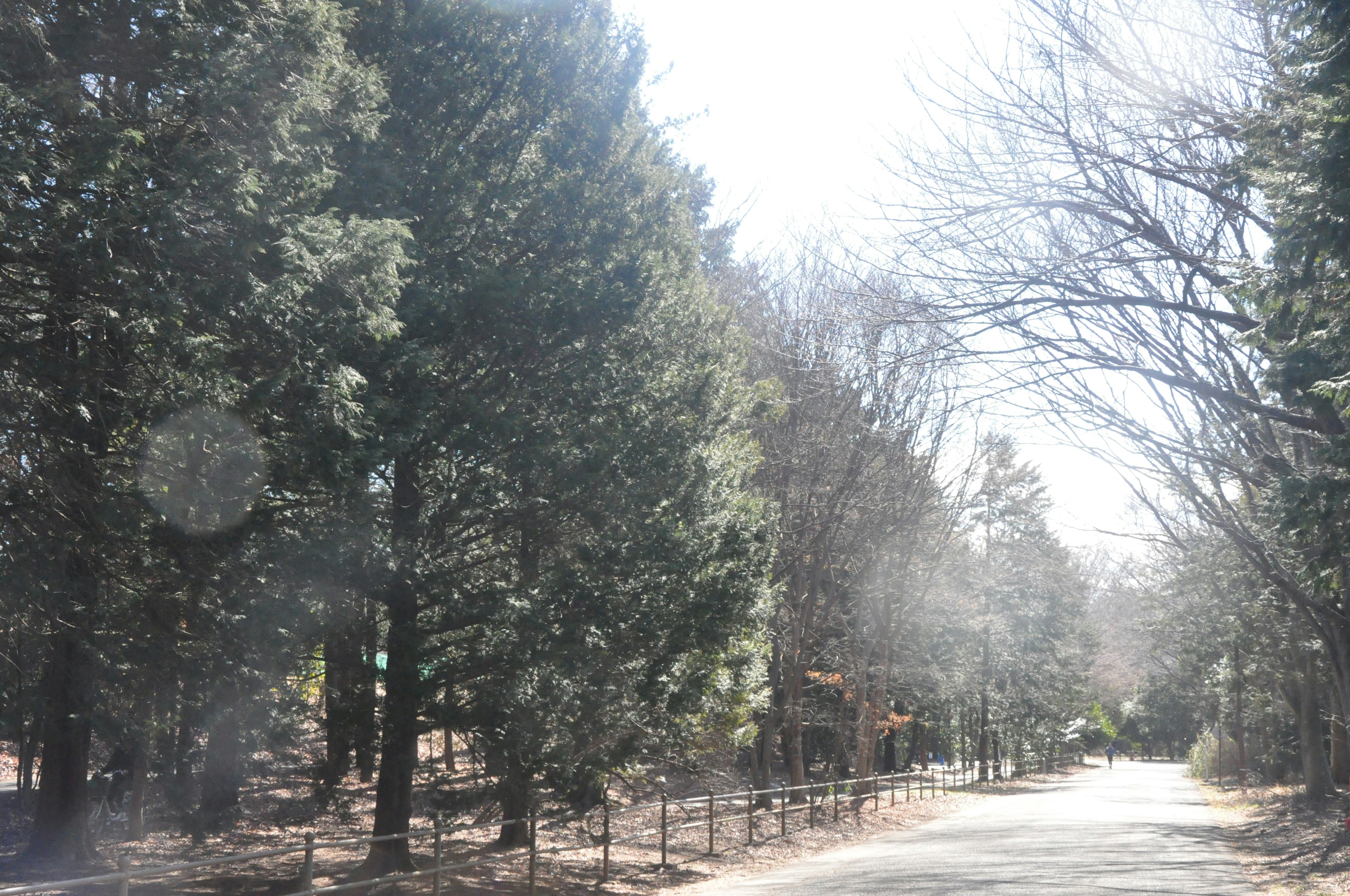 Landschaft mit Bäumen entlang einer Straße im Sonnenlicht