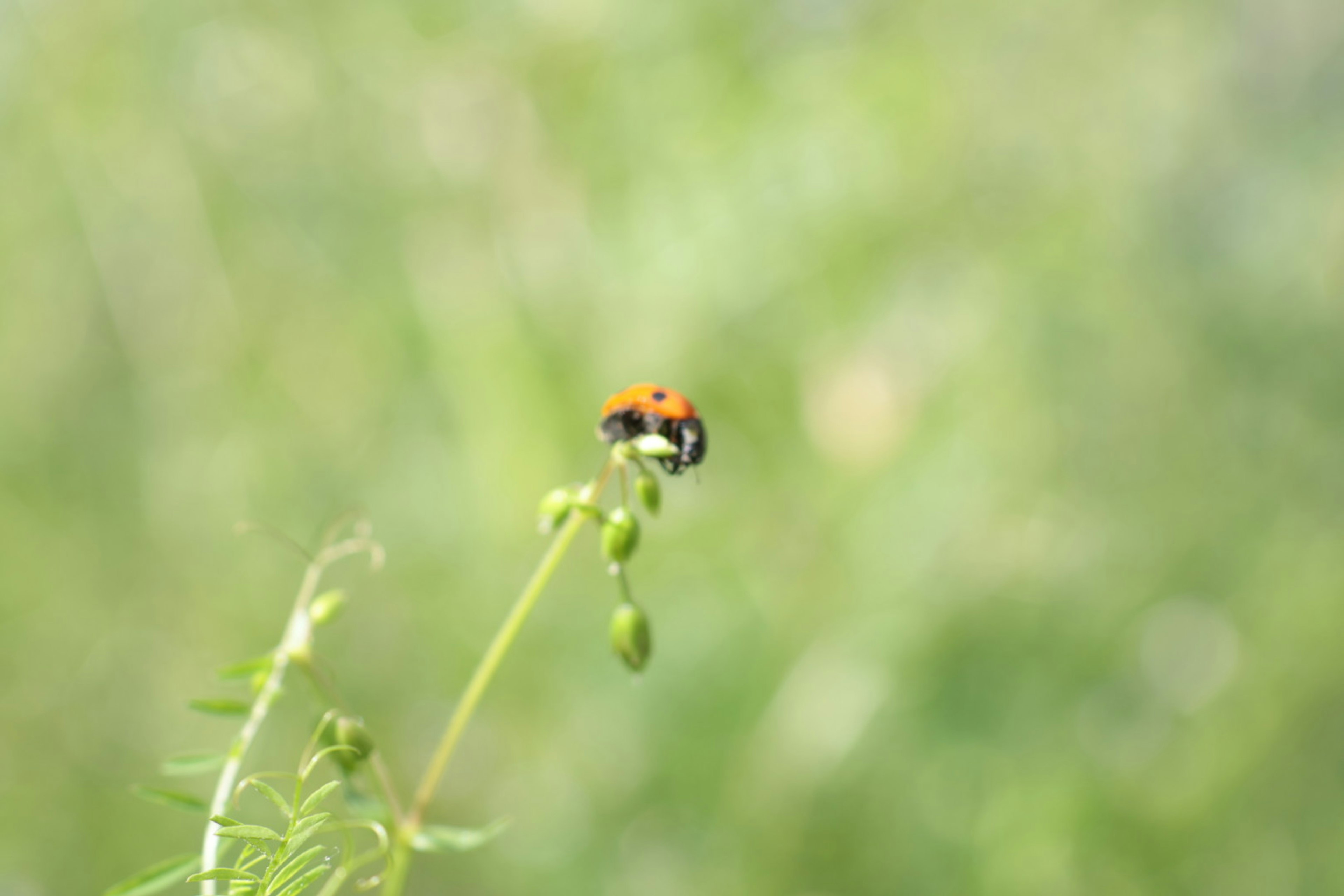 Un pequeño insecto sobre un tallo de planta verde con fondo borroso