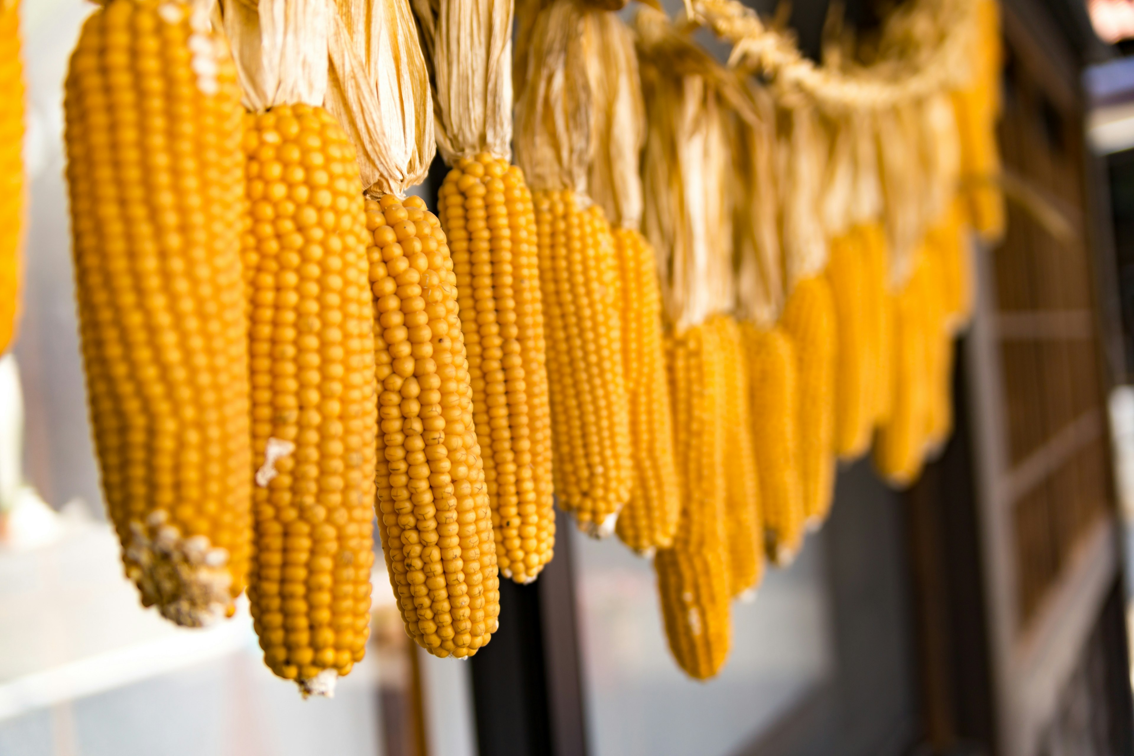 Dried yellow corn cobs hanging in a row