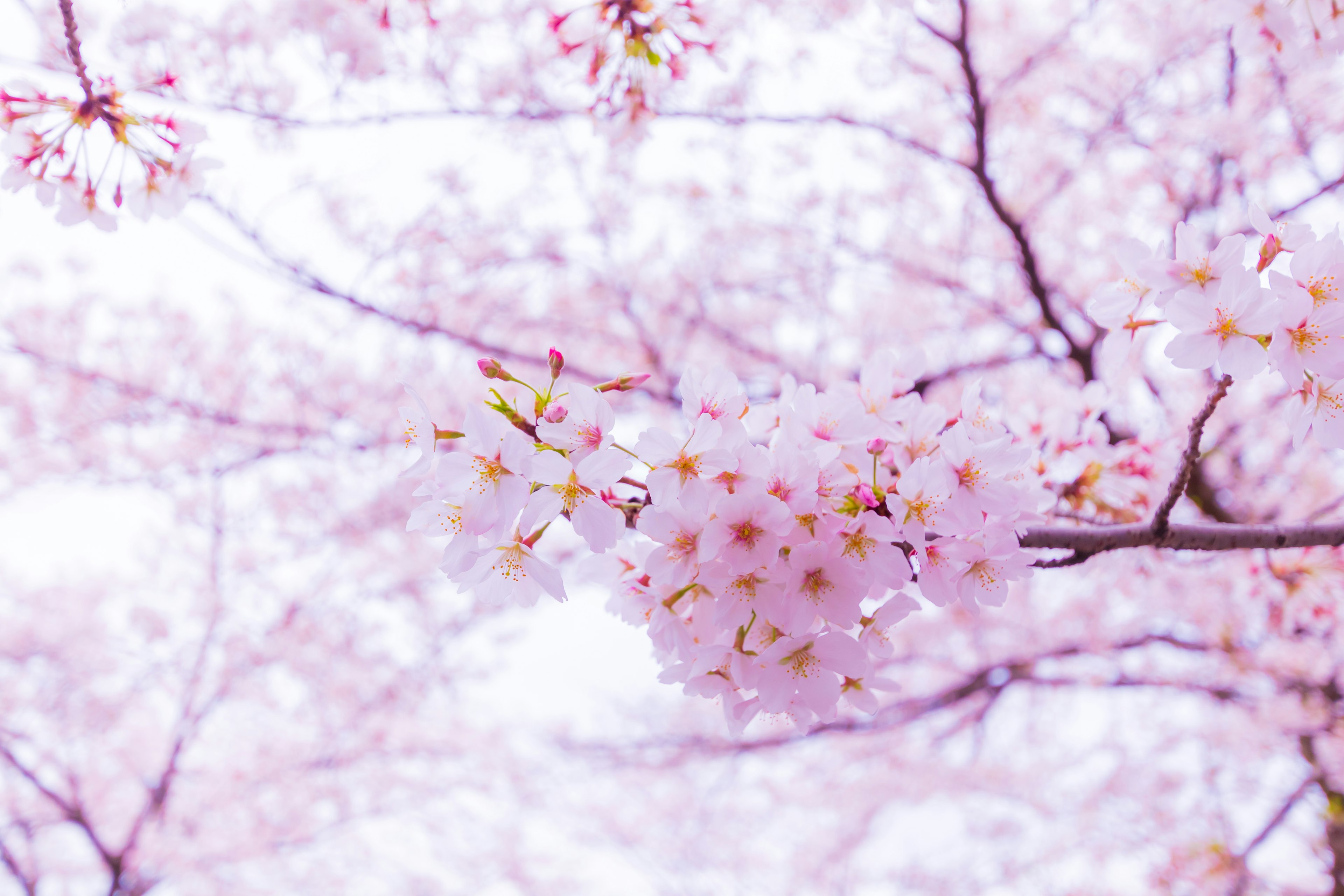 Pemandangan indah bunga sakura bermekaran kelopak merah muda muda di dahan