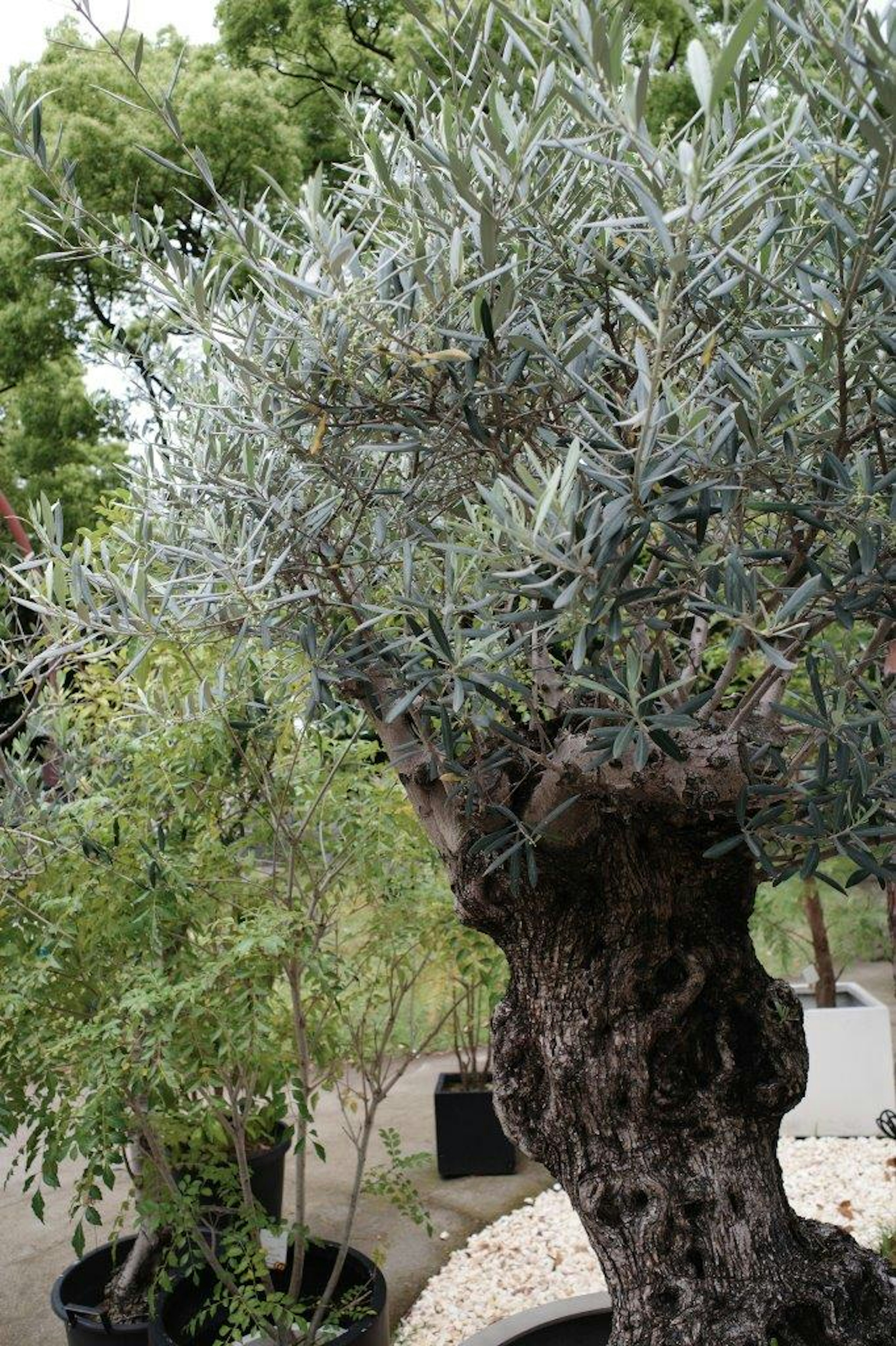 A gnarled olive tree with silvery leaves in a garden setting