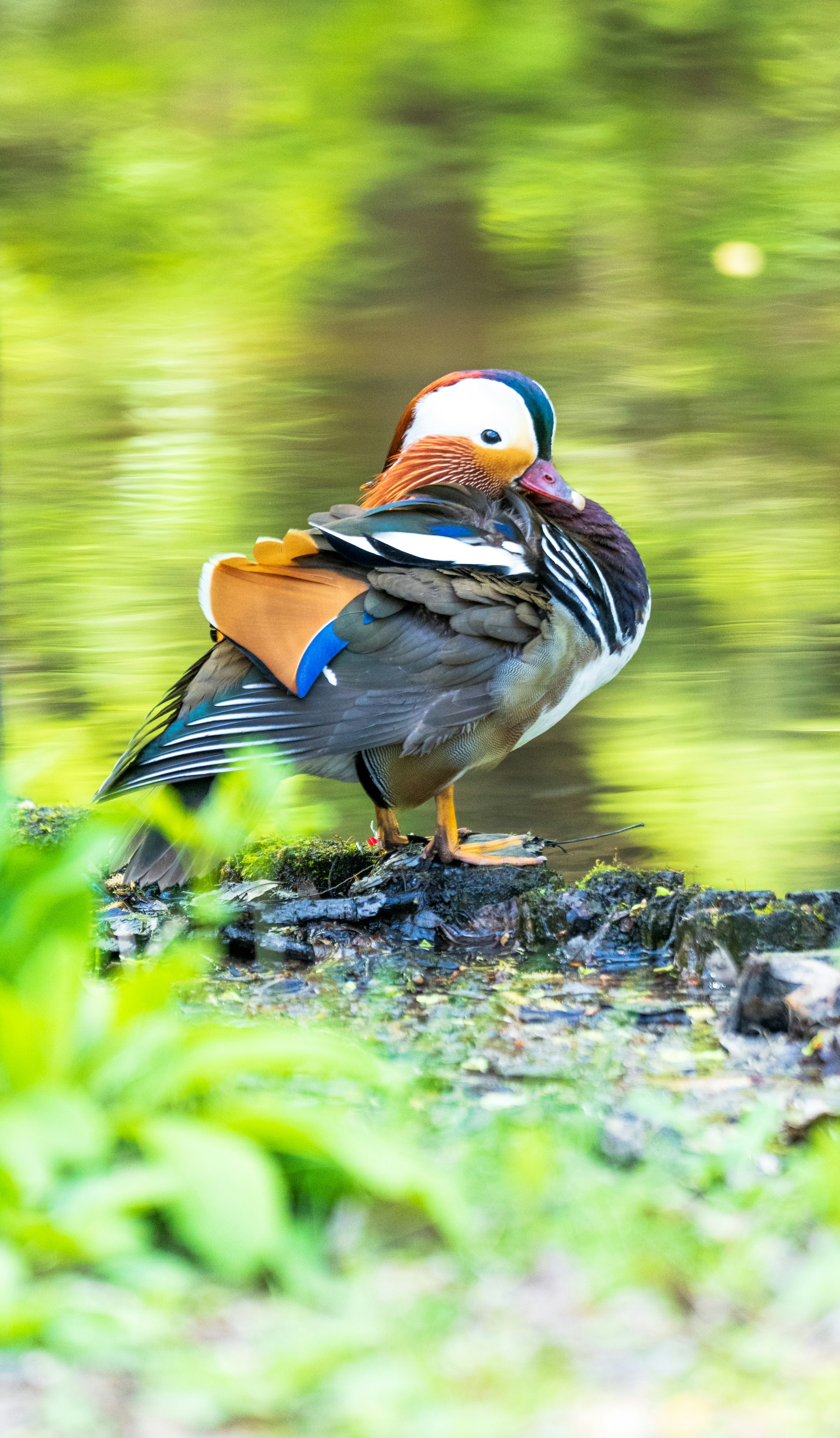 A beautiful mandarin duck preening by the water