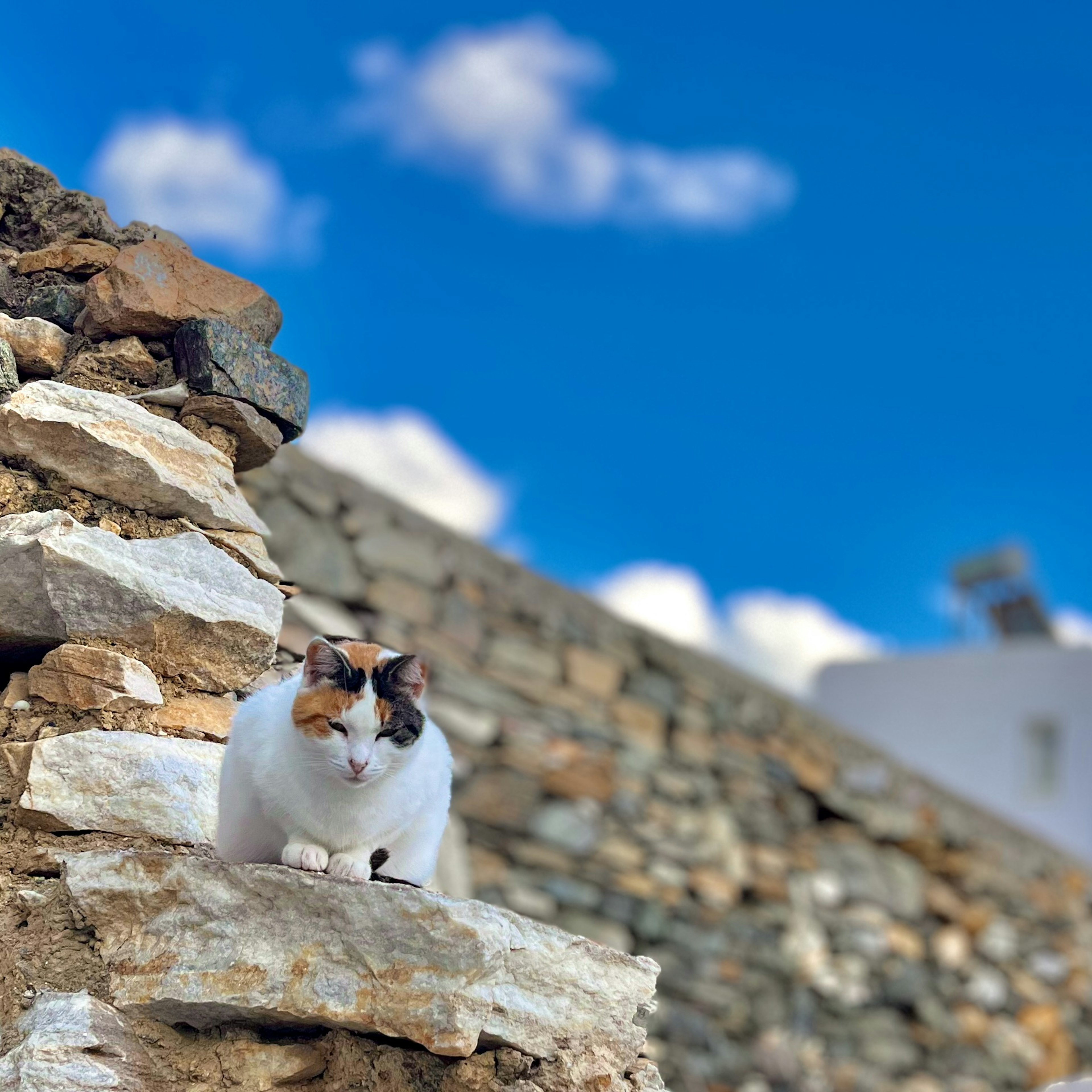 Kaliko-Katze sitzt auf einer Steinmauer unter einem blauen Himmel