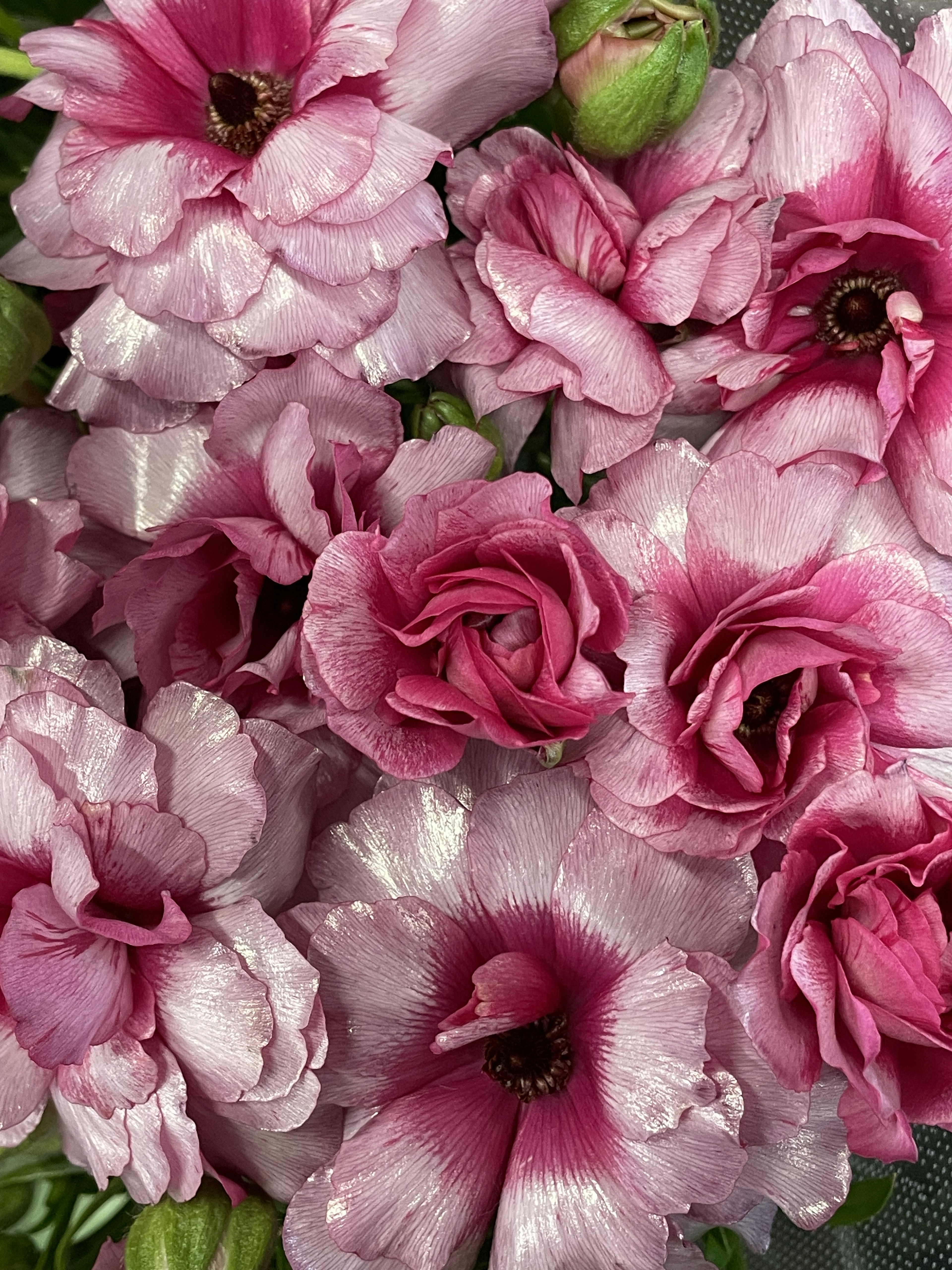 Un hermoso ramo de flores rosas coloridas agrupadas densamente