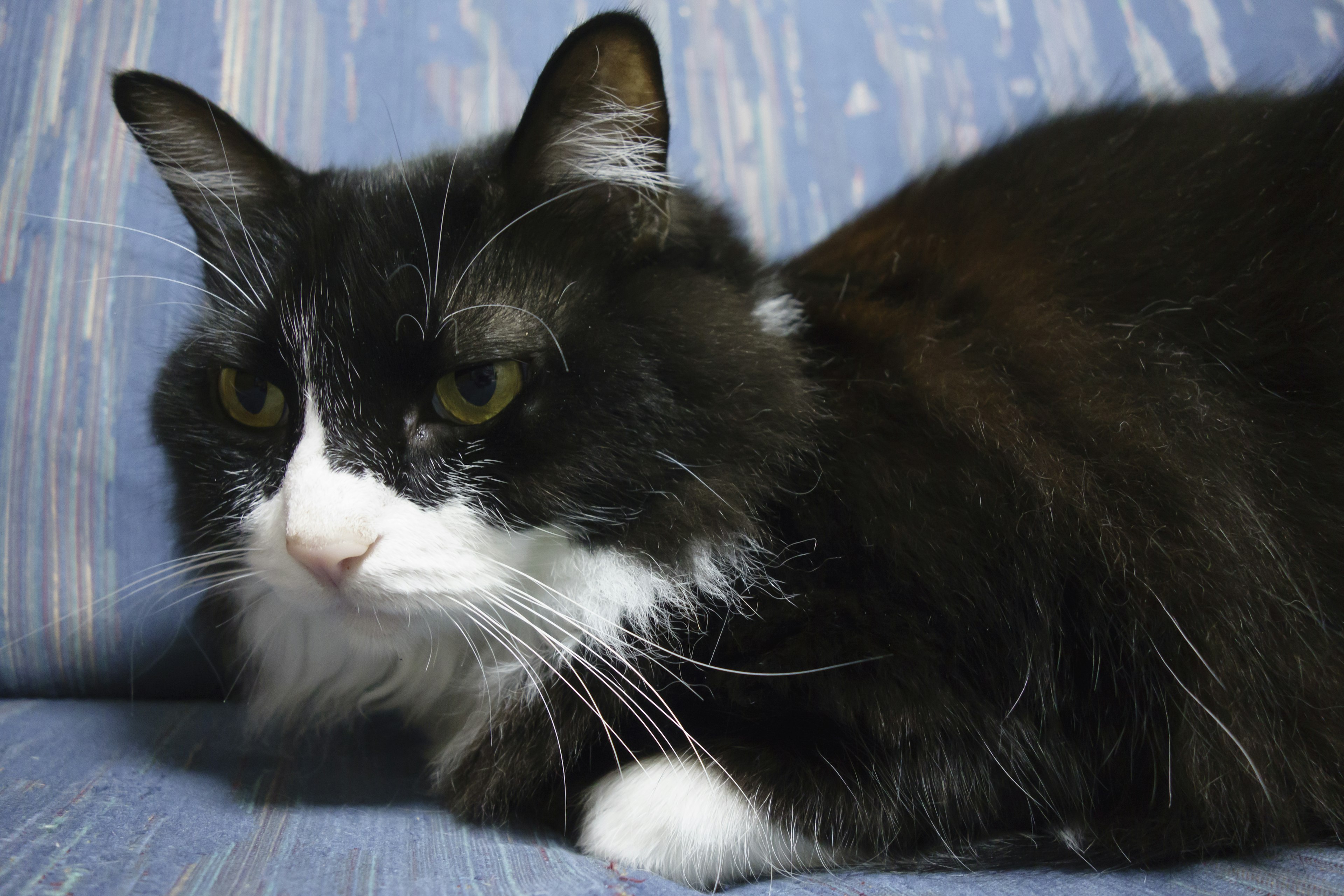 Un gatto bianco e nero che riposa su un divano blu