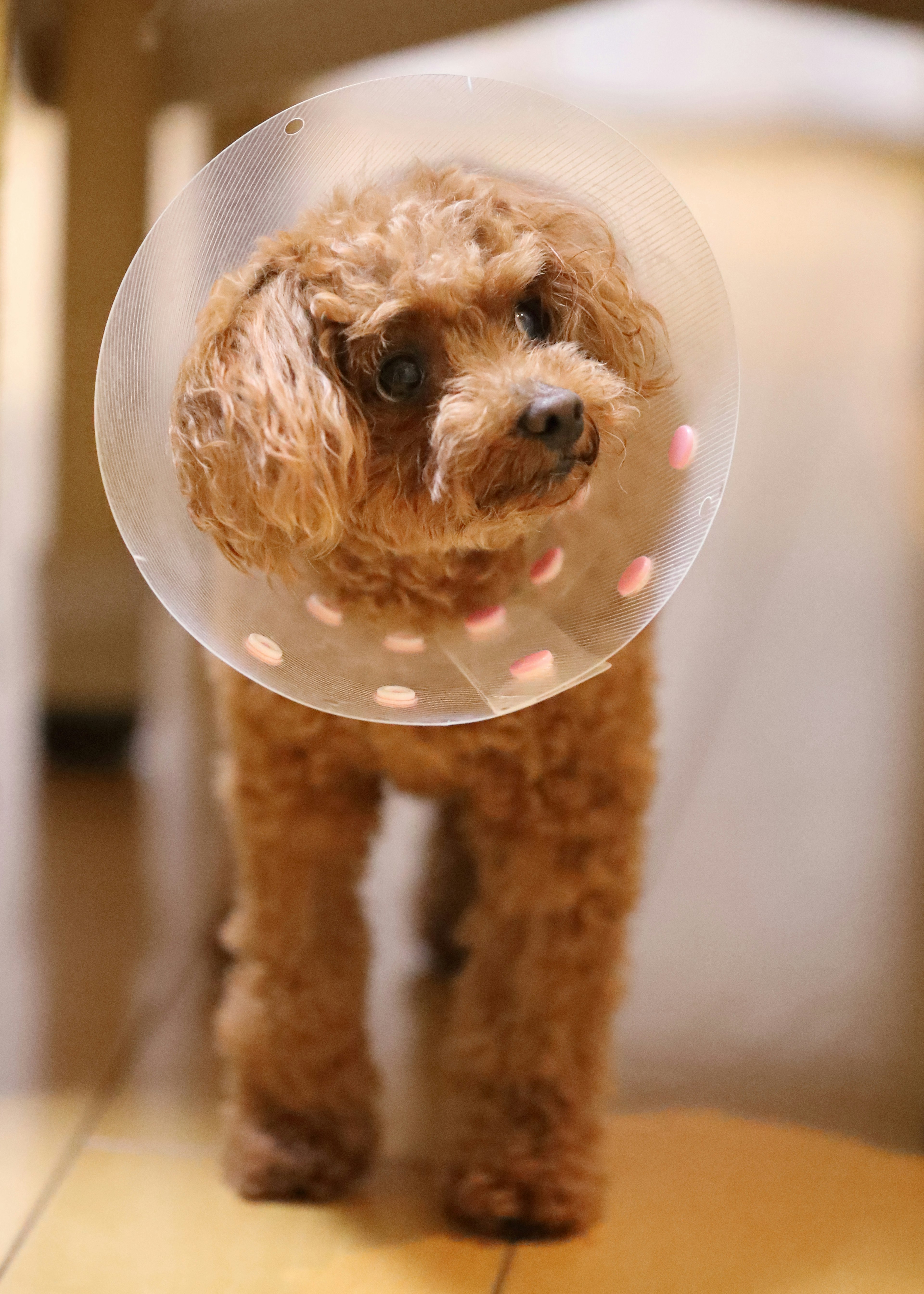 A brown poodle wearing an Elizabethan collar walking indoors