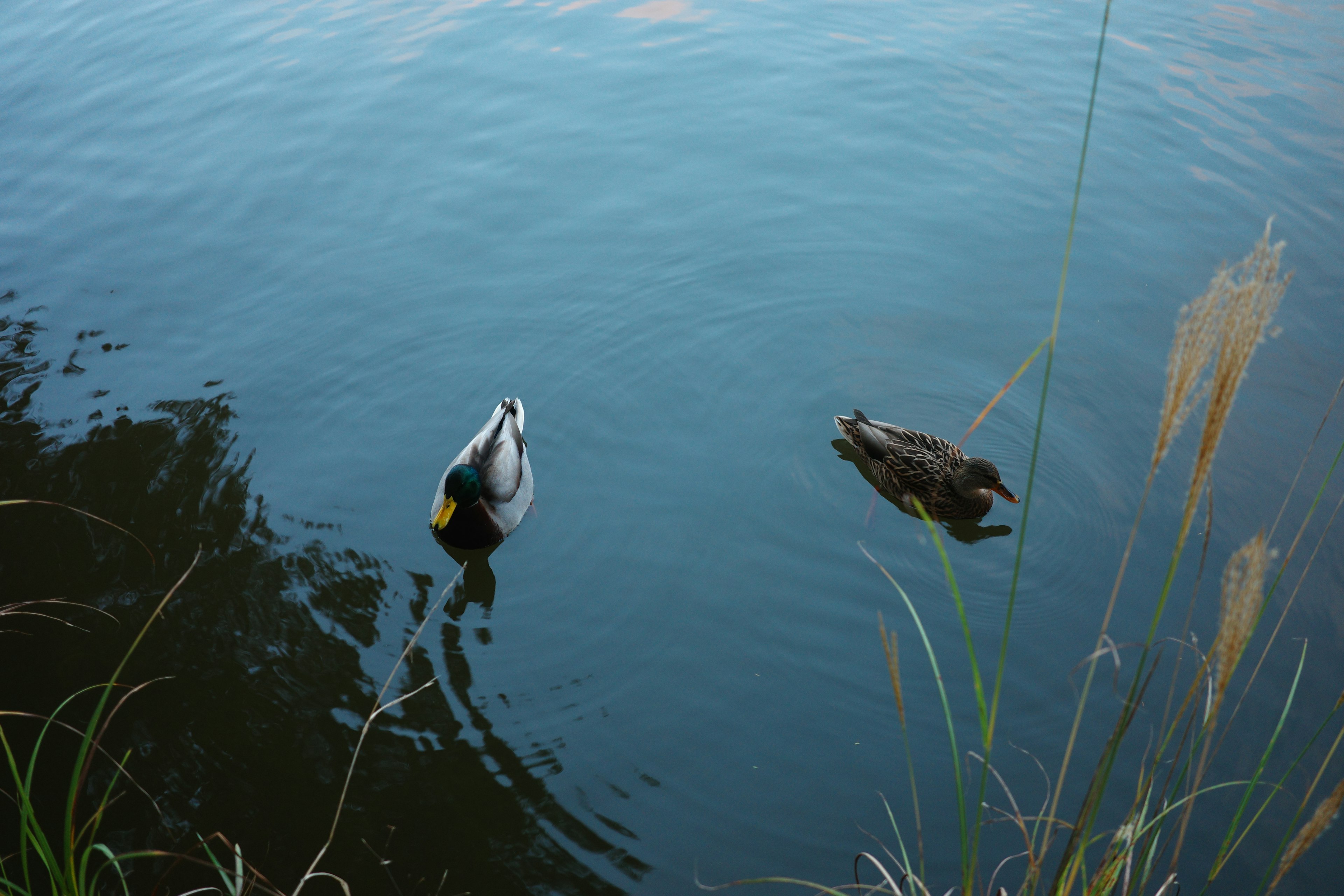 Zwei Enten, die auf dem Wasser schwimmen, mit umliegendem Gras