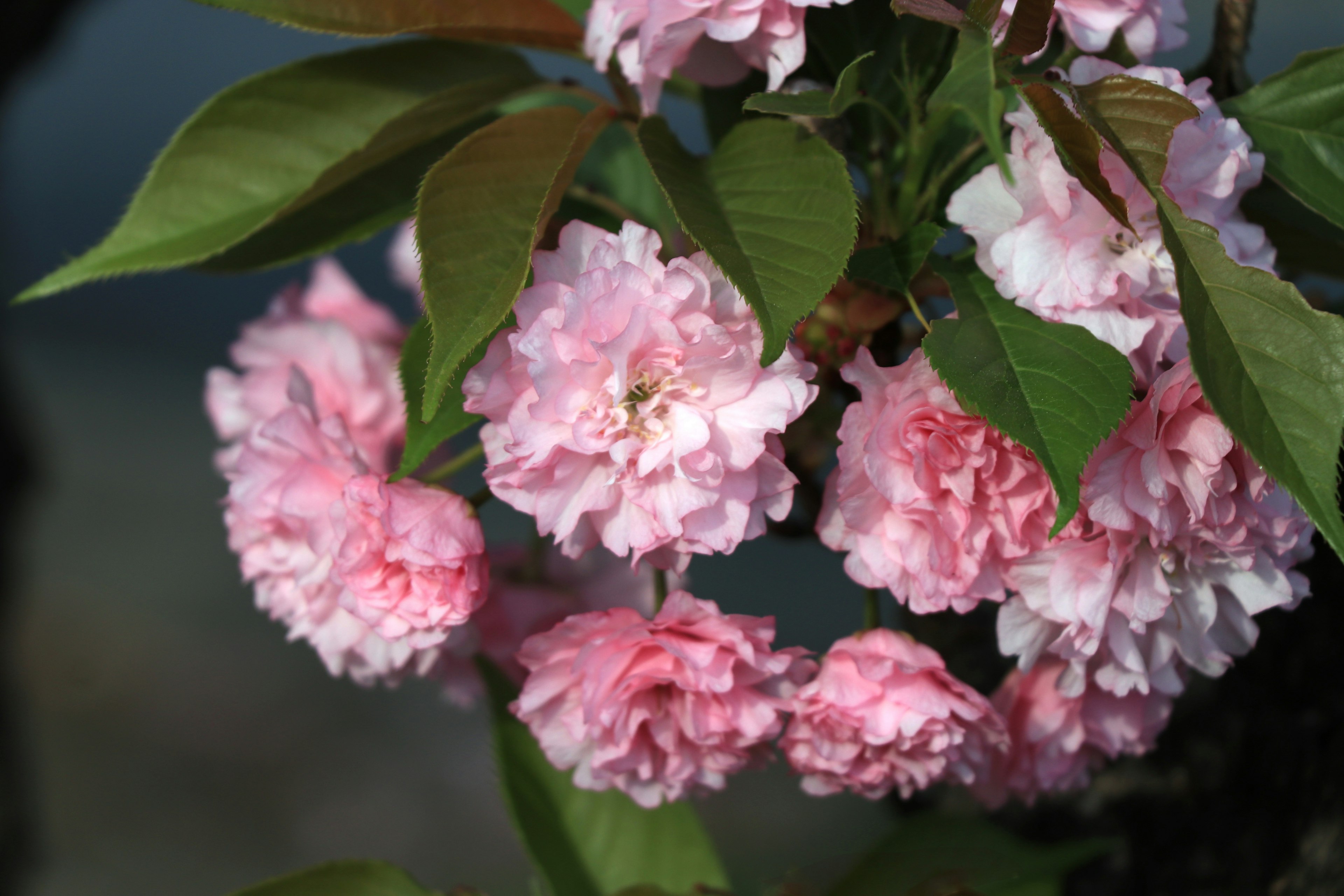 ピンクの花が咲いている枝のクローズアップ