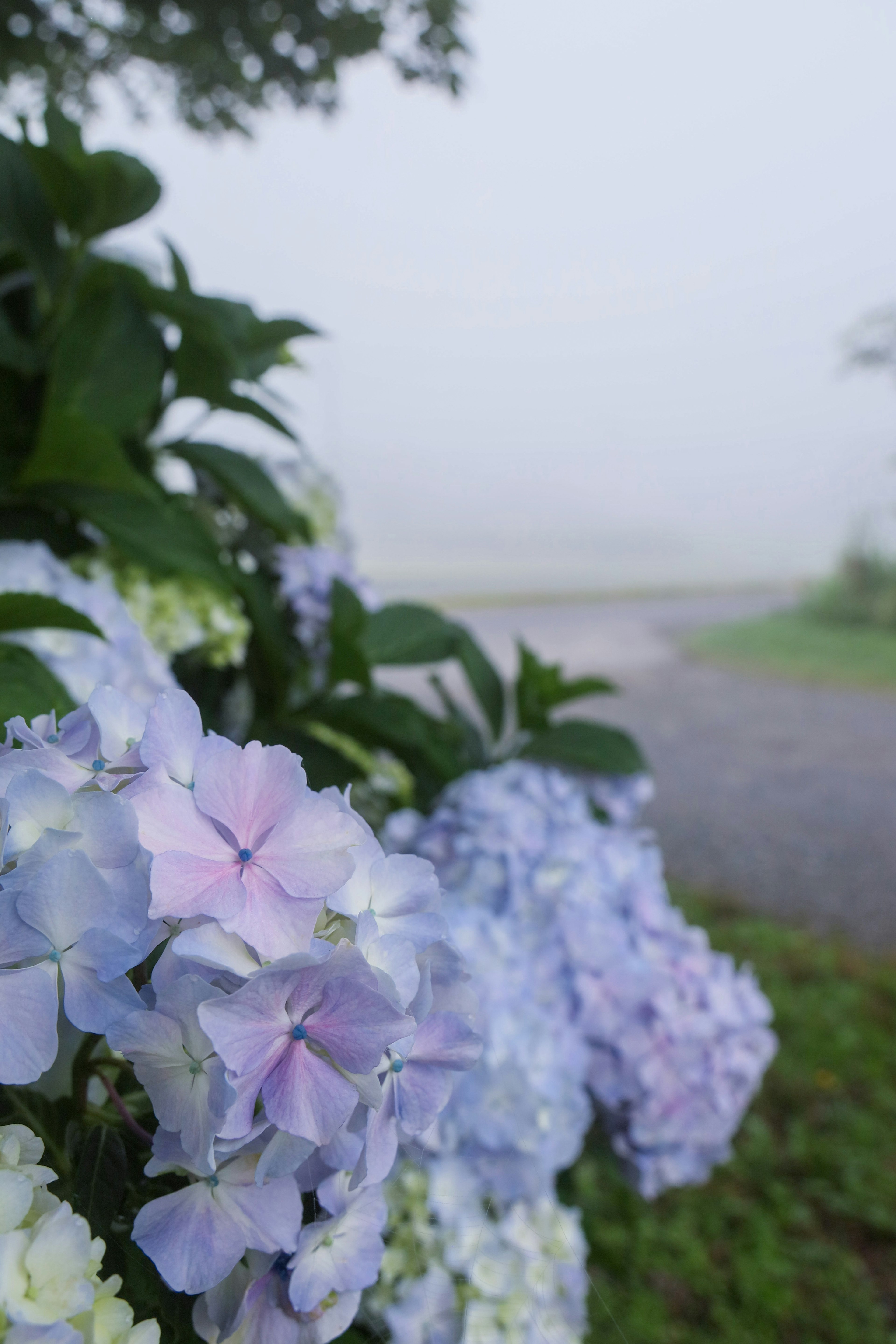 霧の中の青い紫陽花の花と緑の葉