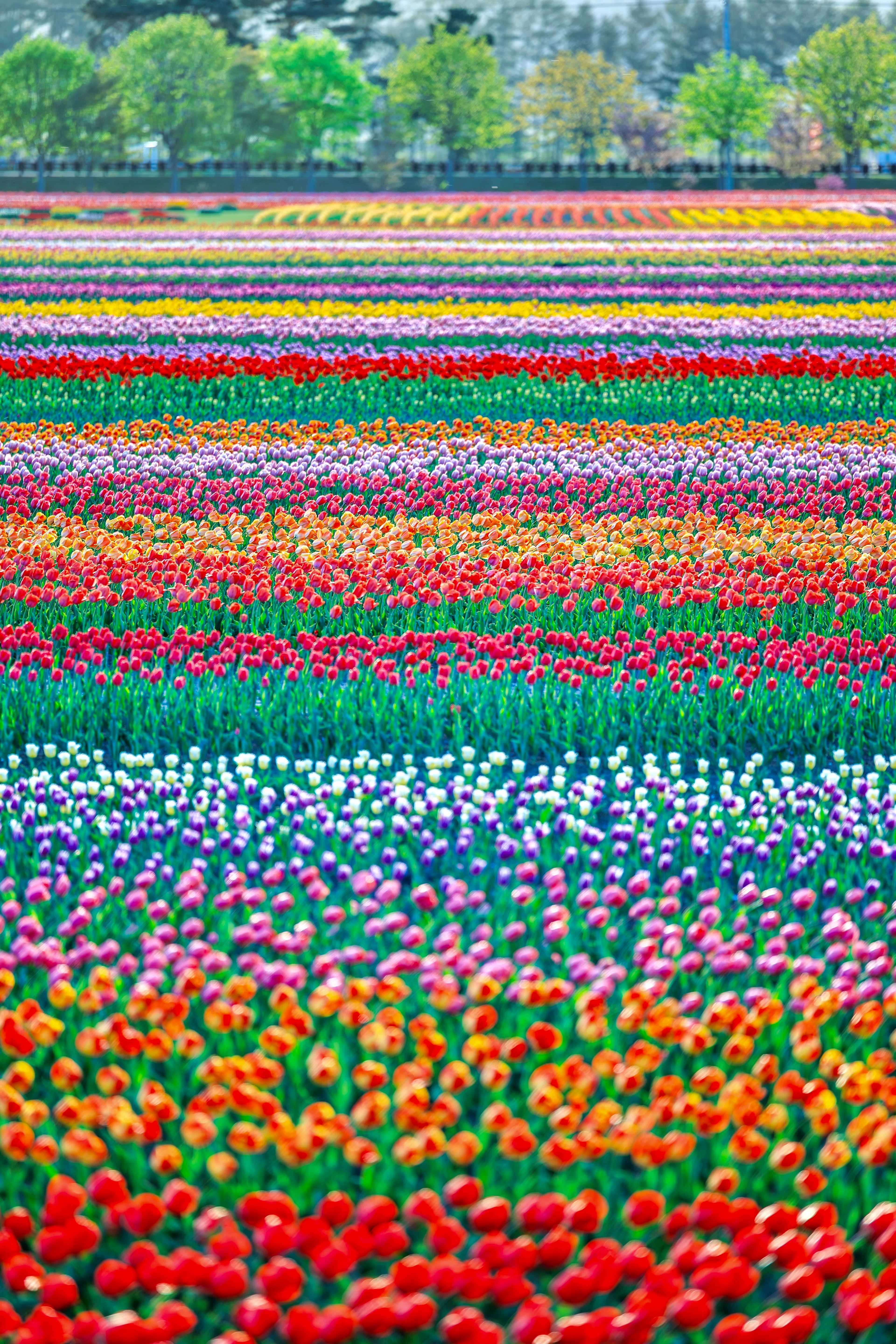 Paisaje colorido de un campo de tulipanes con filas de flores vibrantes