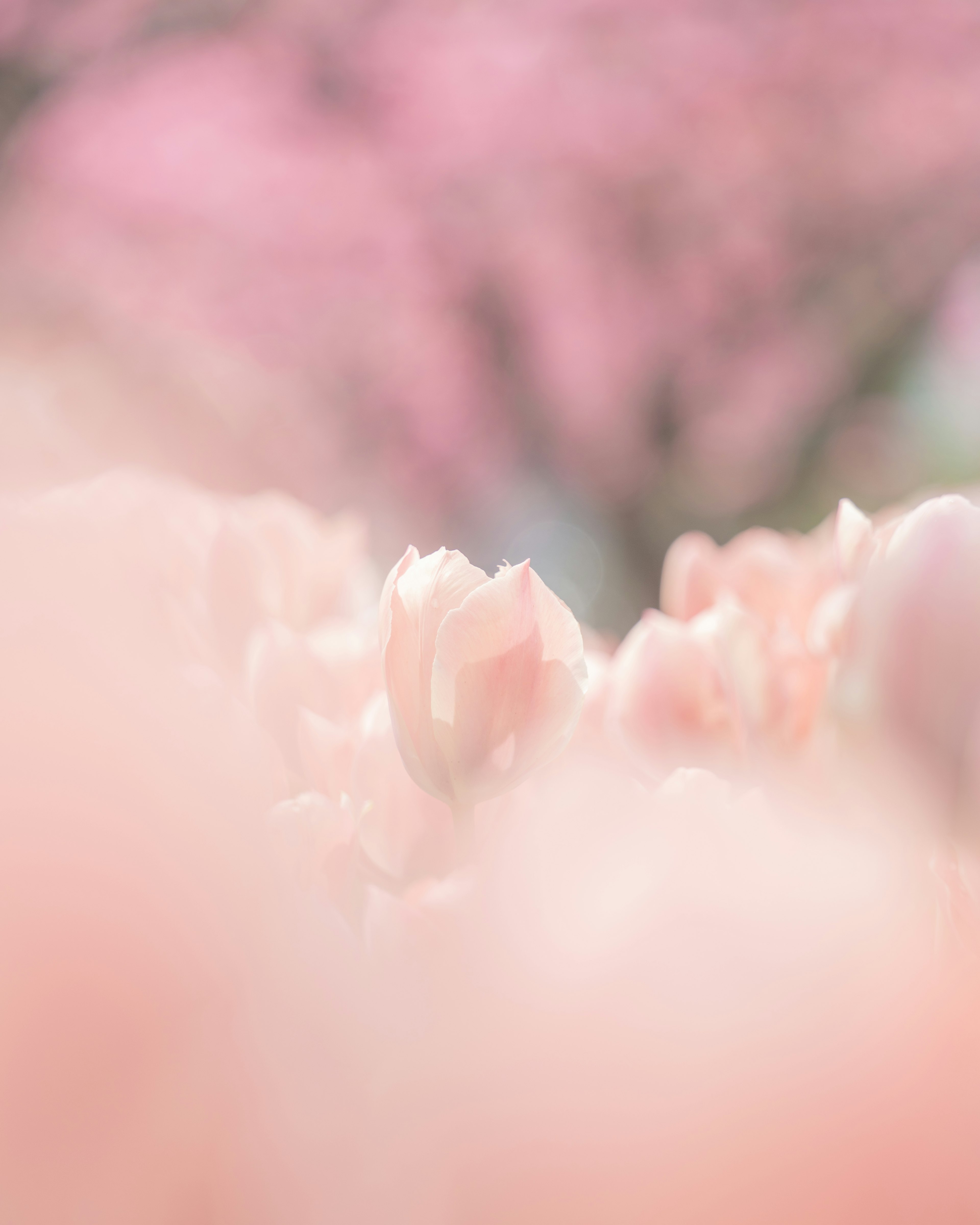 Fleurs de cerisier roses douces dans un arrière-plan flou