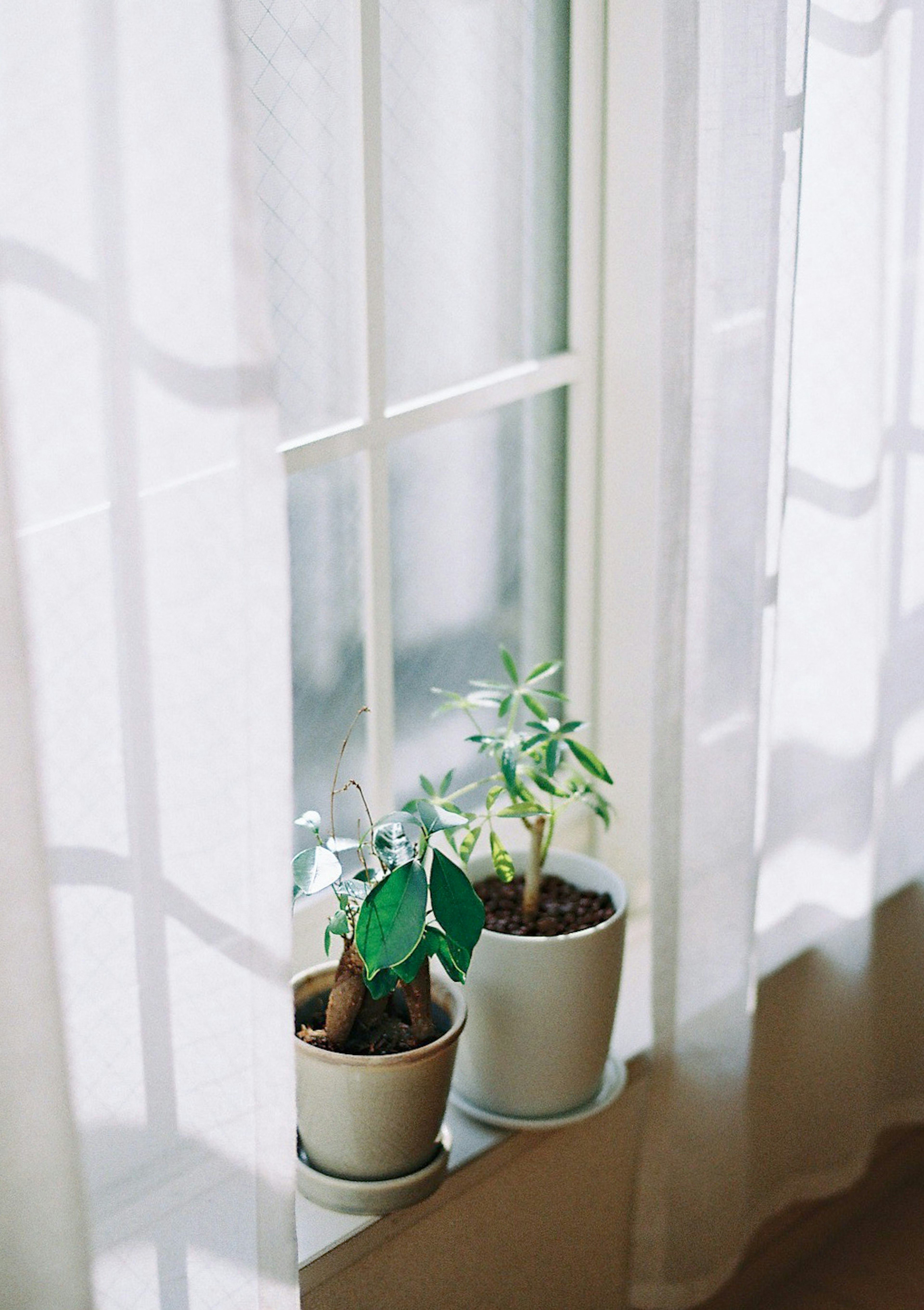 Dos plantas en macetas en un alféizar con cortinas blancas transparentes