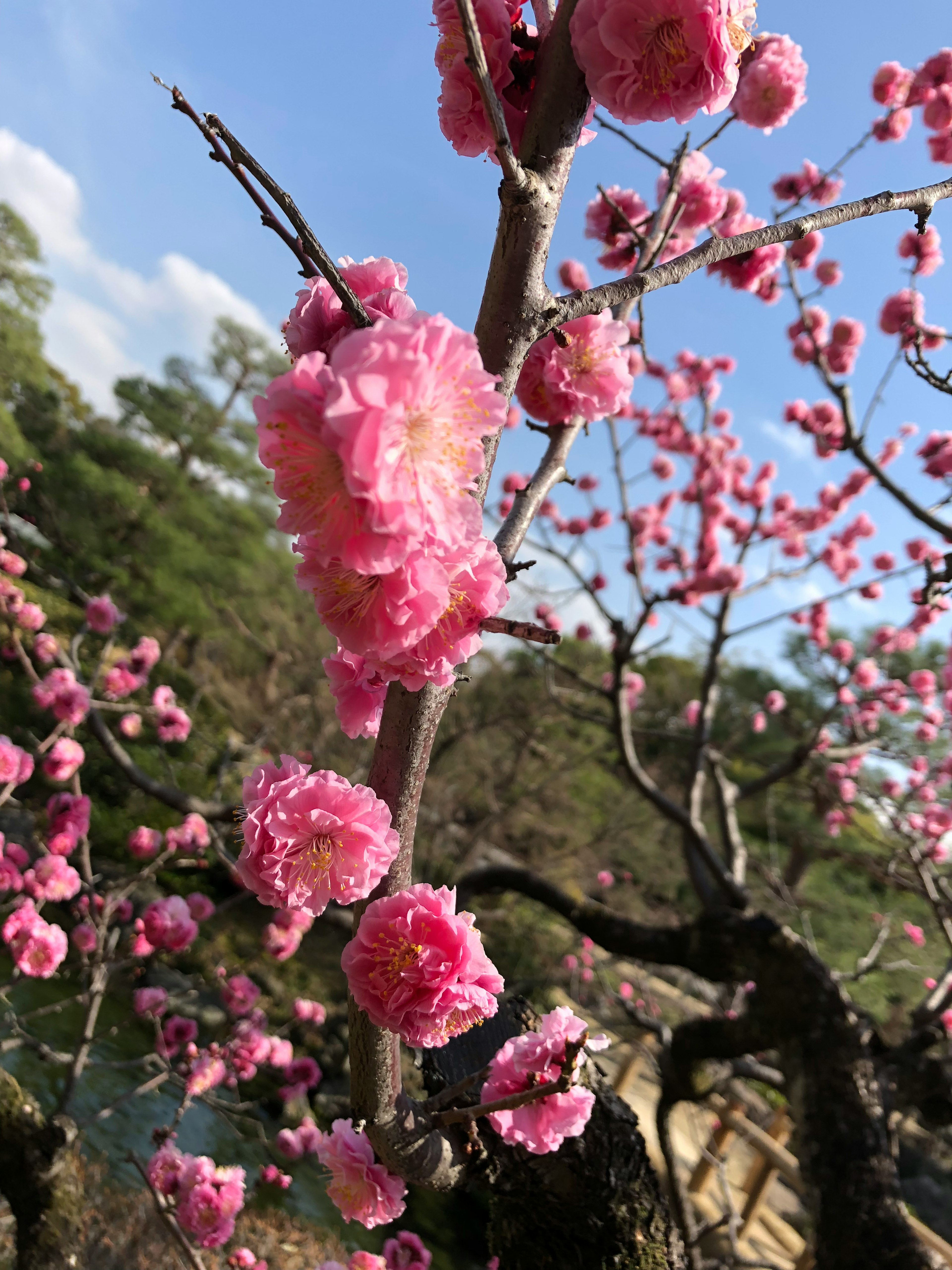 Kedekatan bunga plum pink yang mekar di cabang