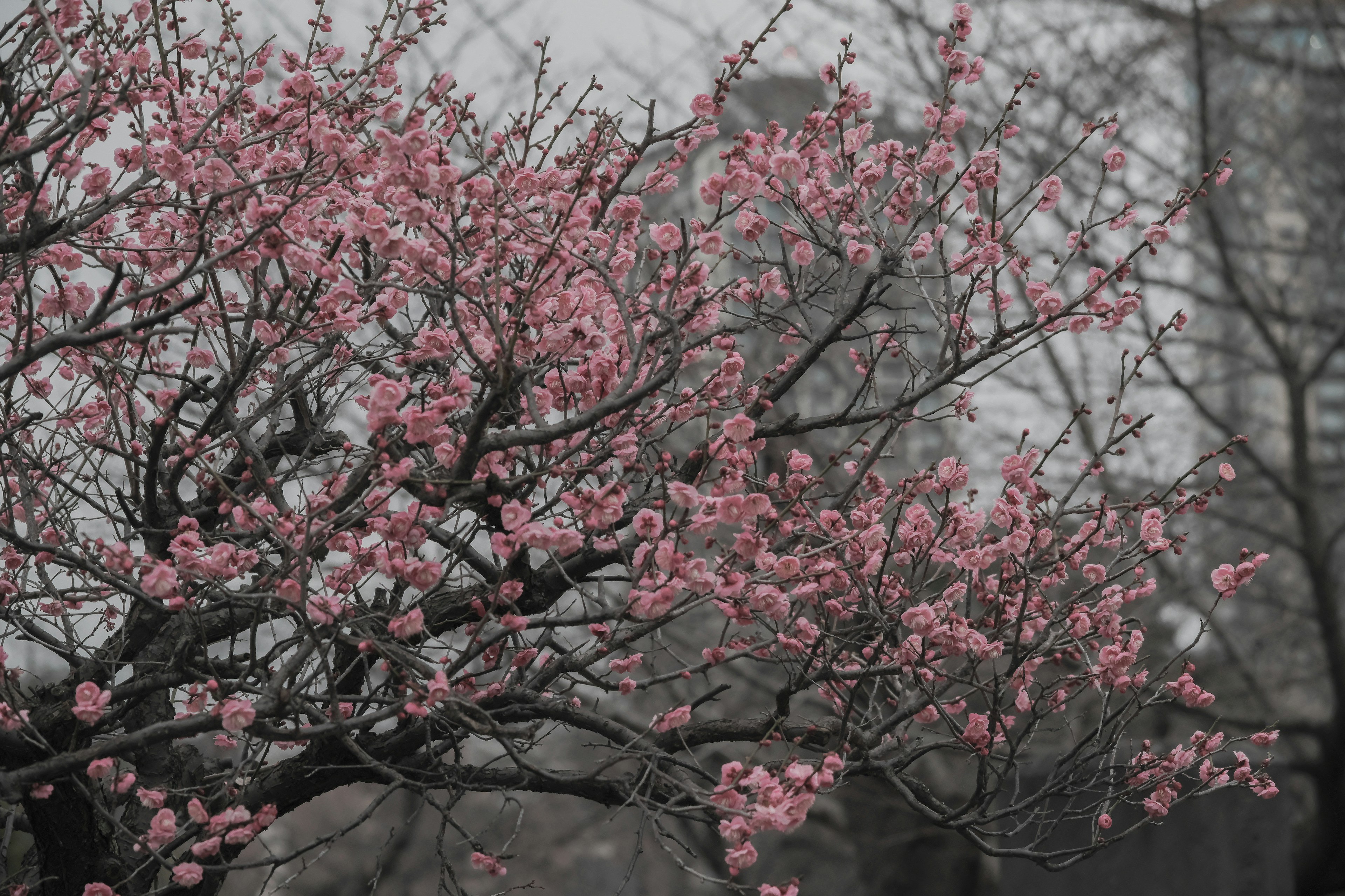 Rama de un cerezo en flor con flores rosas en un fondo brumoso