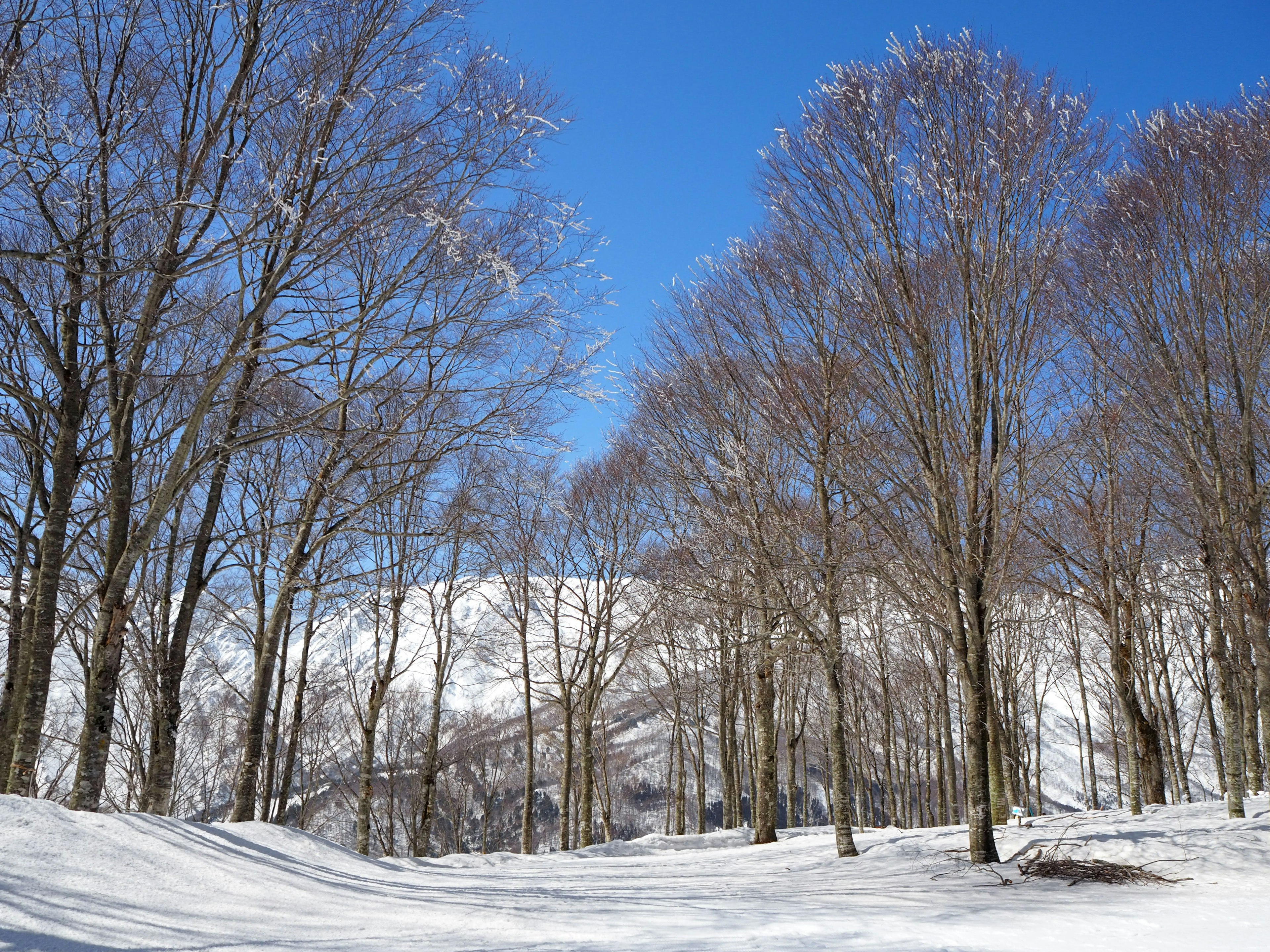 Alberi coperti di neve sotto un cielo blu chiaro