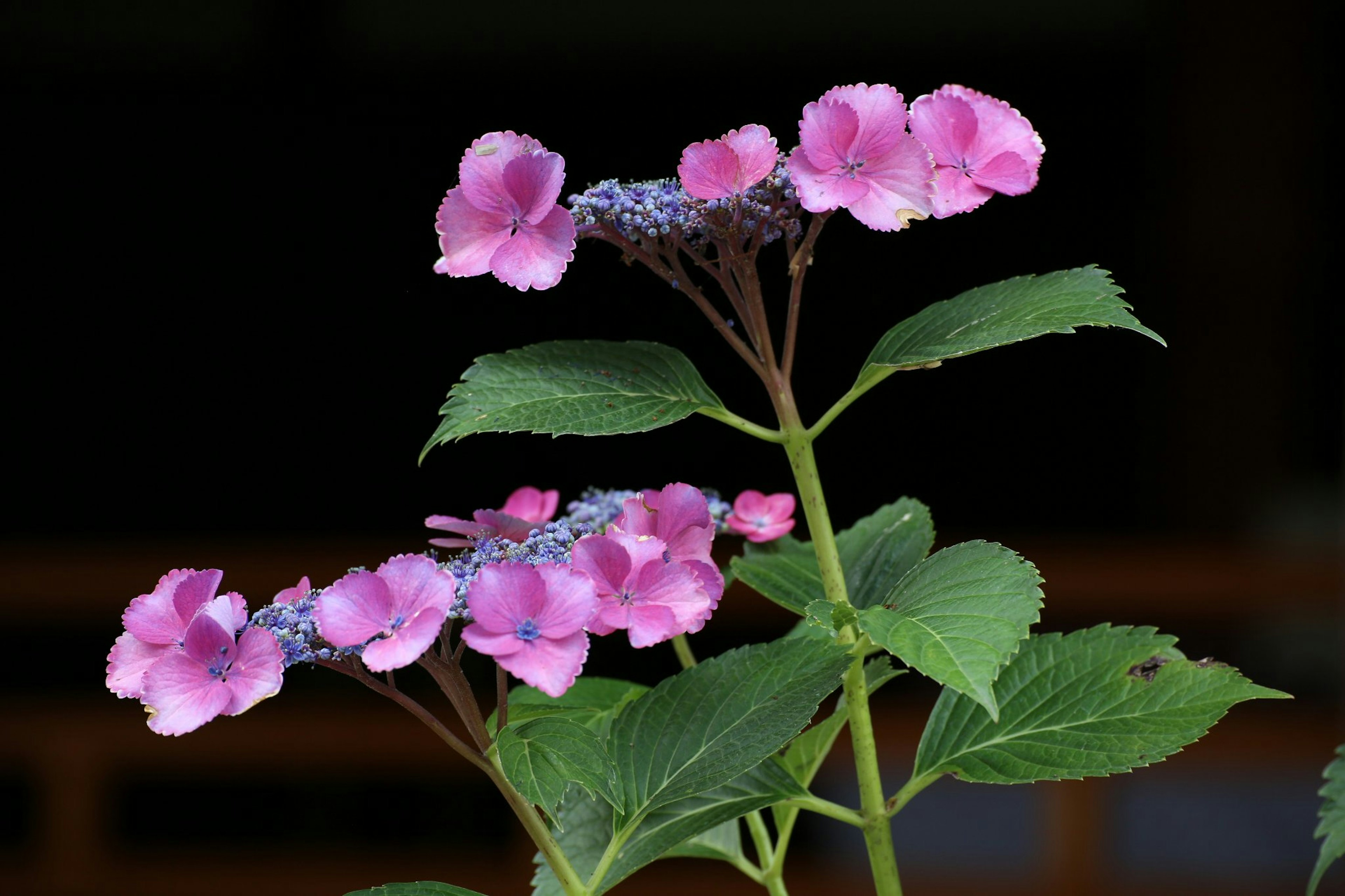 紫陽花植物的特寫，帶有粉紅色花朵