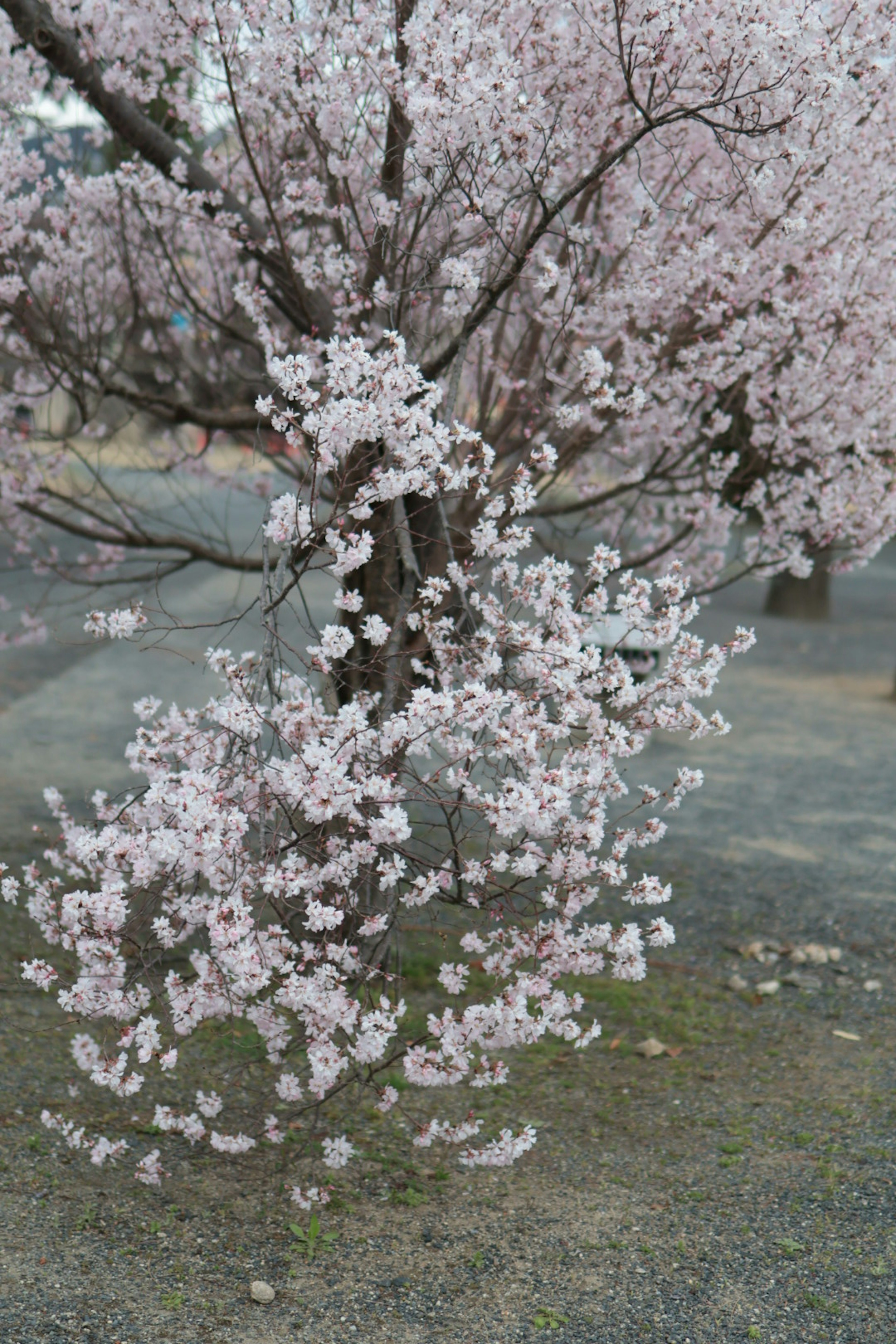 Close-up pohon sakura yang sedang mekar