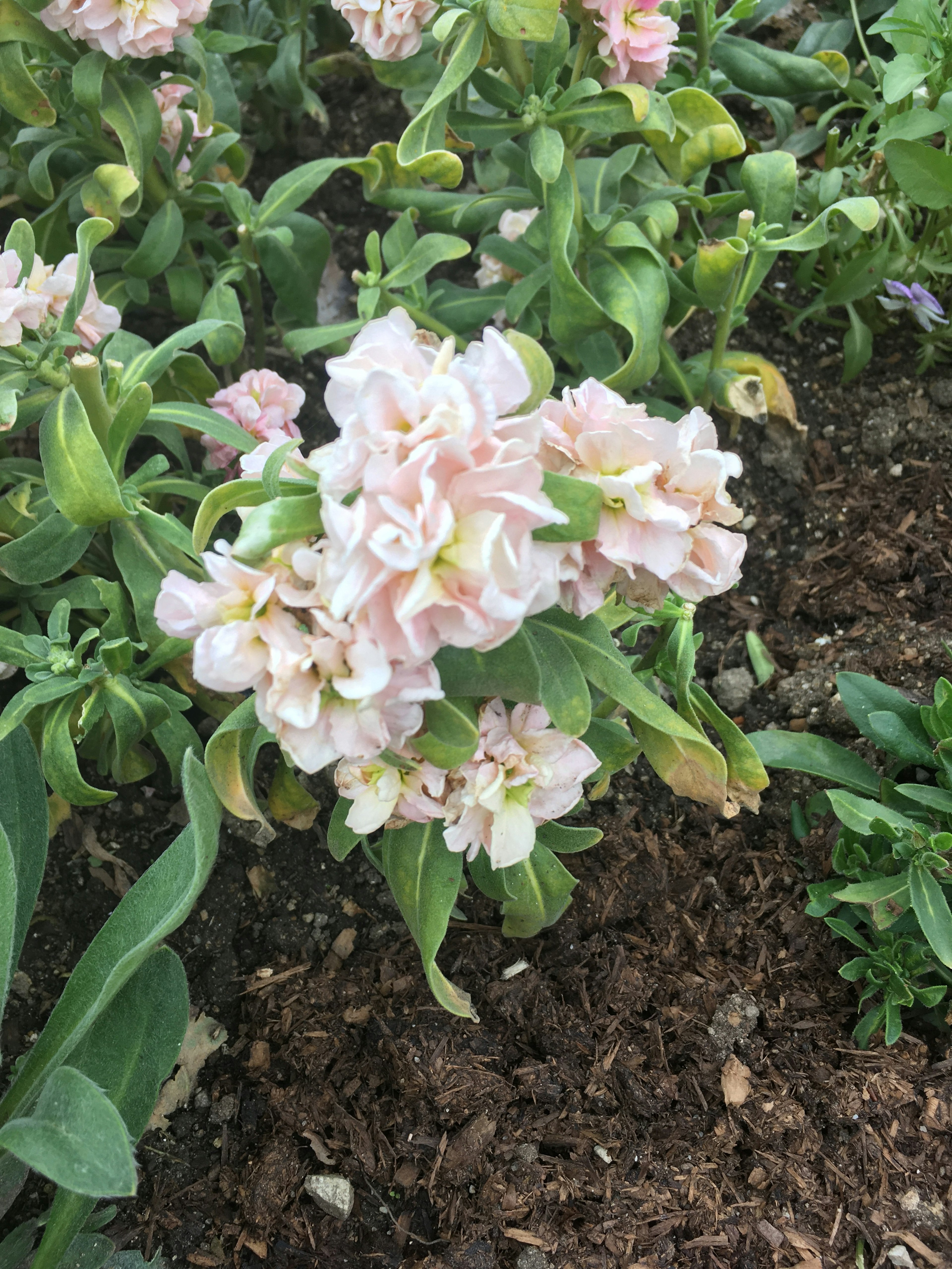 薄いピンクの花が咲いている植物のクローズアップ