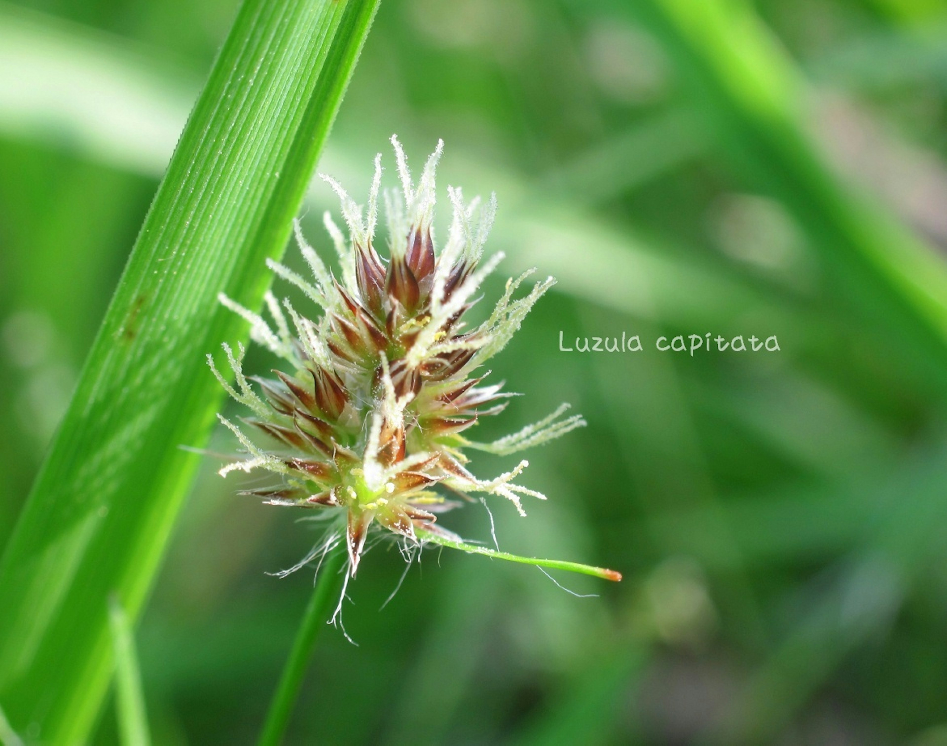 Close-up bunga Luzula capitata di antara rumput hijau